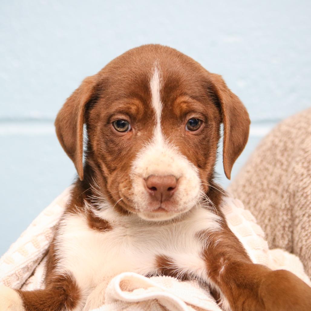 Enlarge Farfetch'd, a Adoptable mixed breed in Hattiesburg, MS image 1/1
