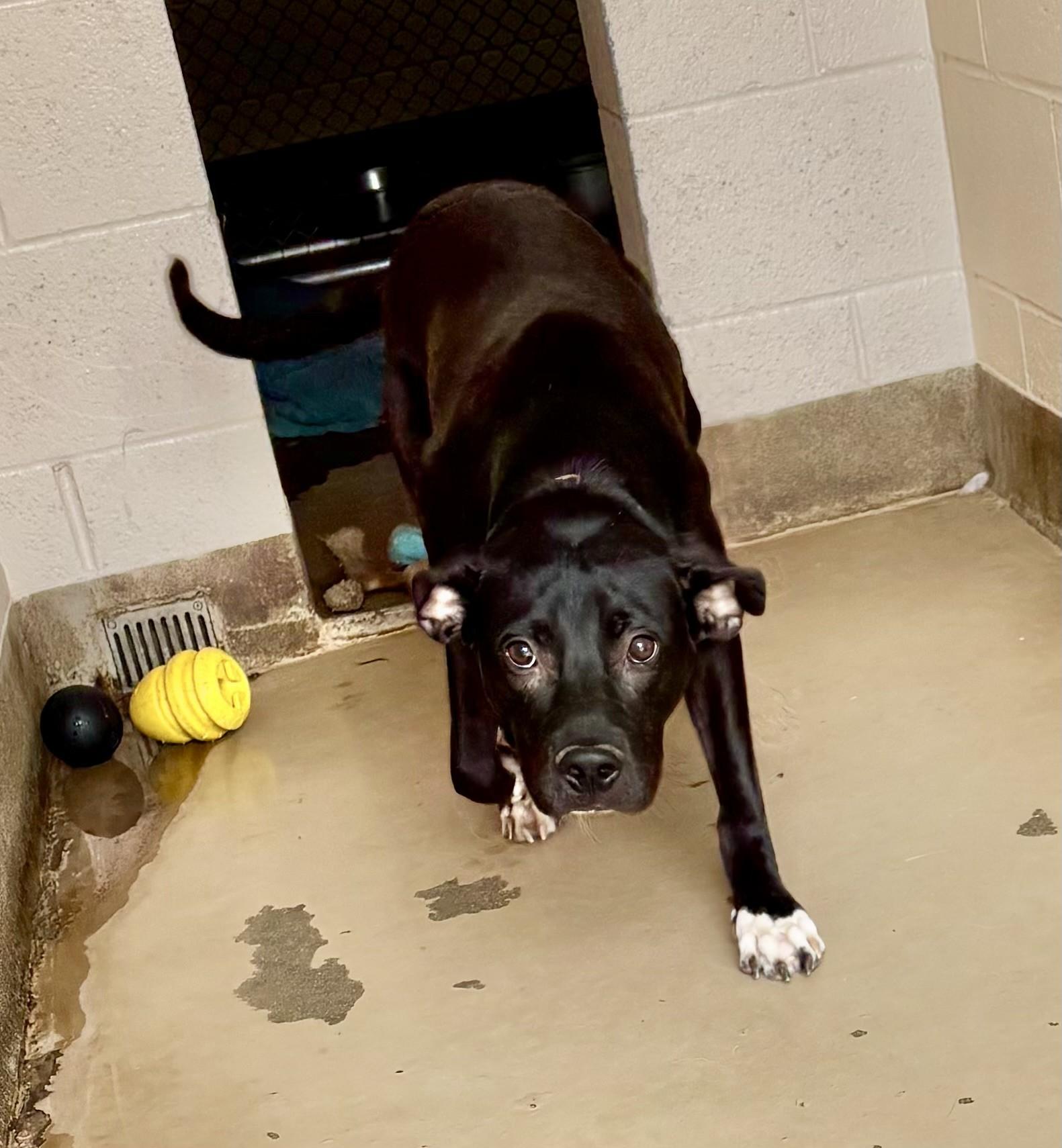 Enlarge Holey, a Adoptable mixed breed in Sierra Vista, AZ image 3/3