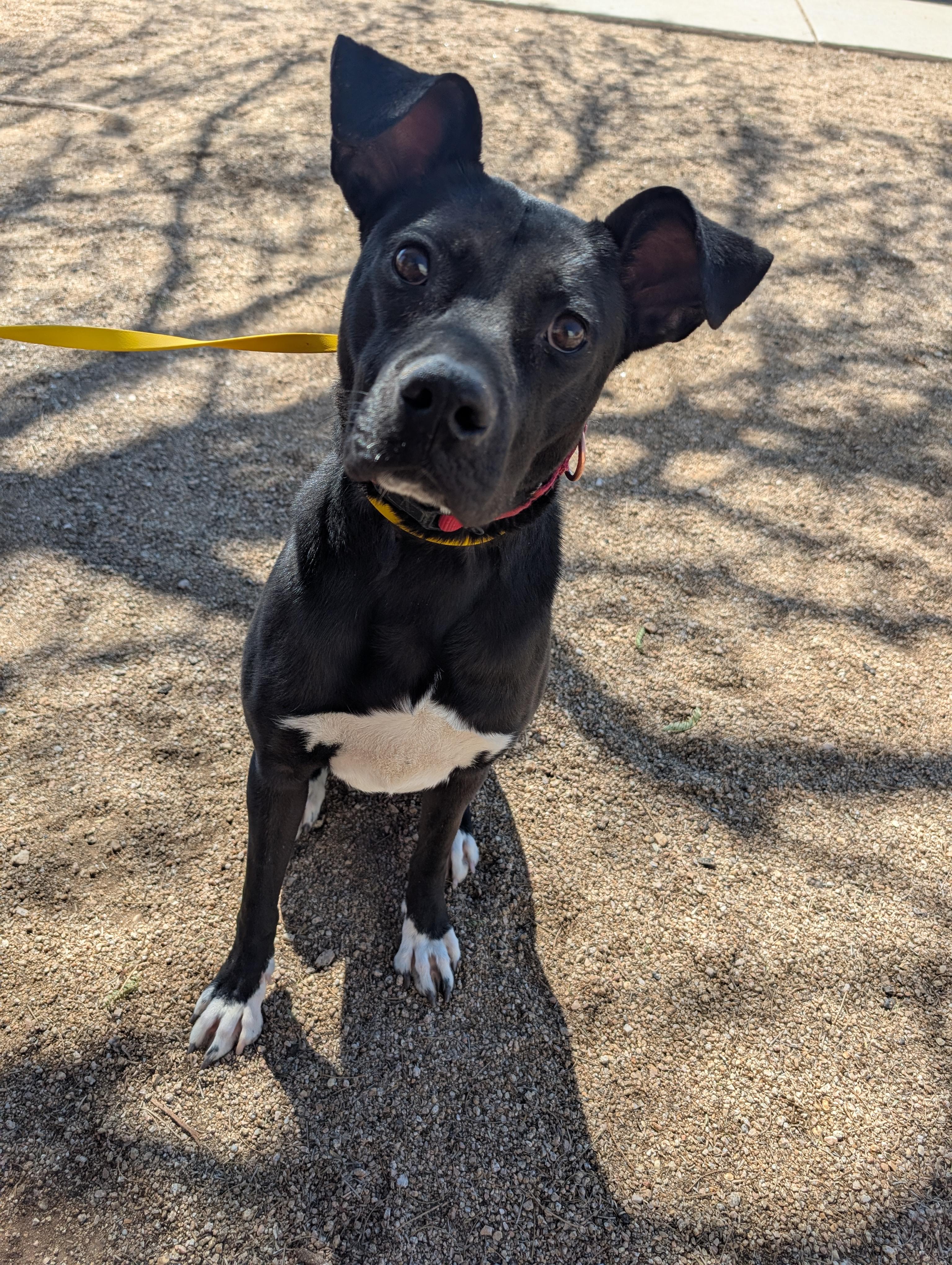 Enlarge Holey, a Adoptable mixed breed in Sierra Vista, AZ image 1/5