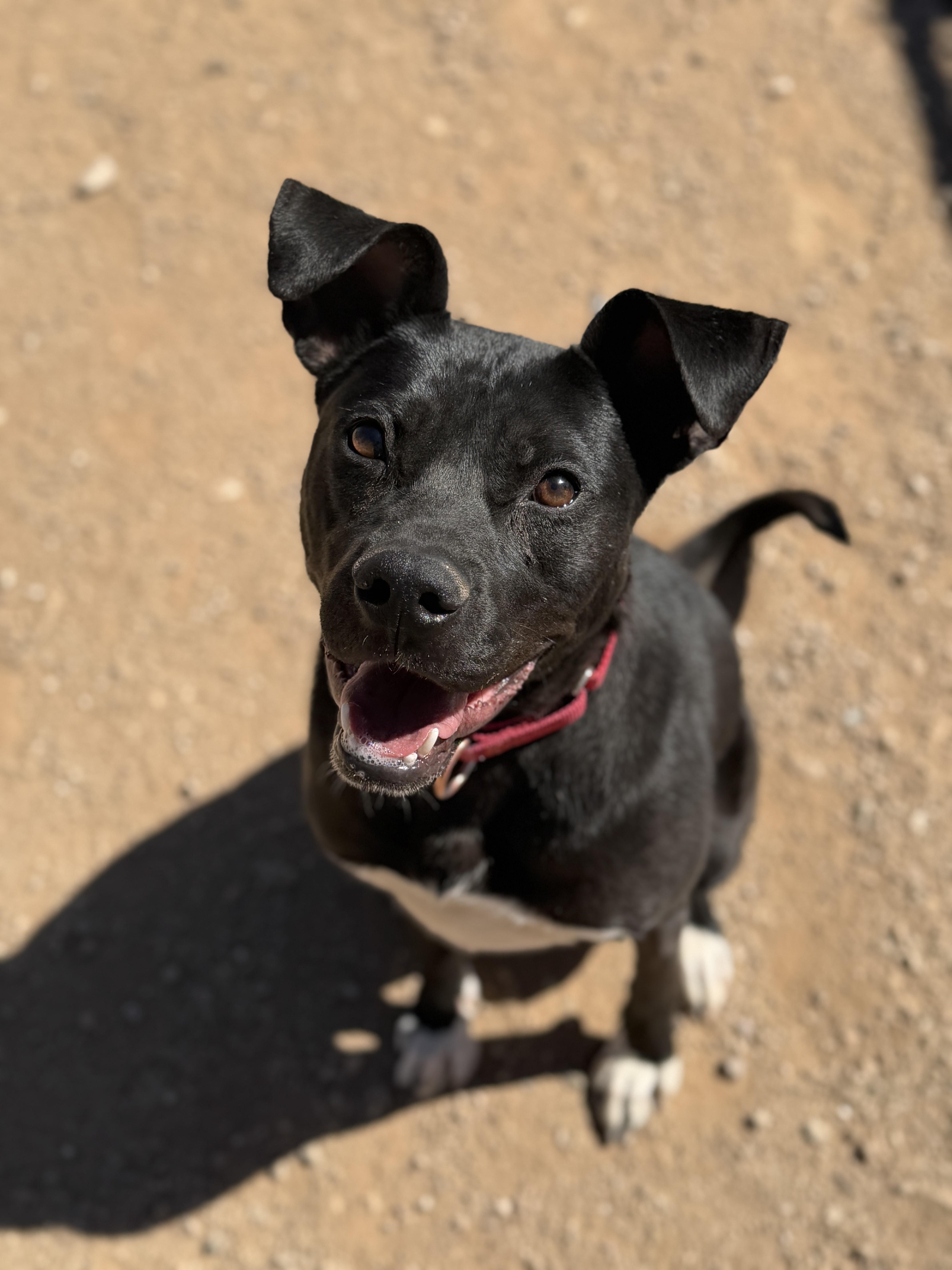 Enlarge Holey, a Adoptable mixed breed in Sierra Vista, AZ image 5/5