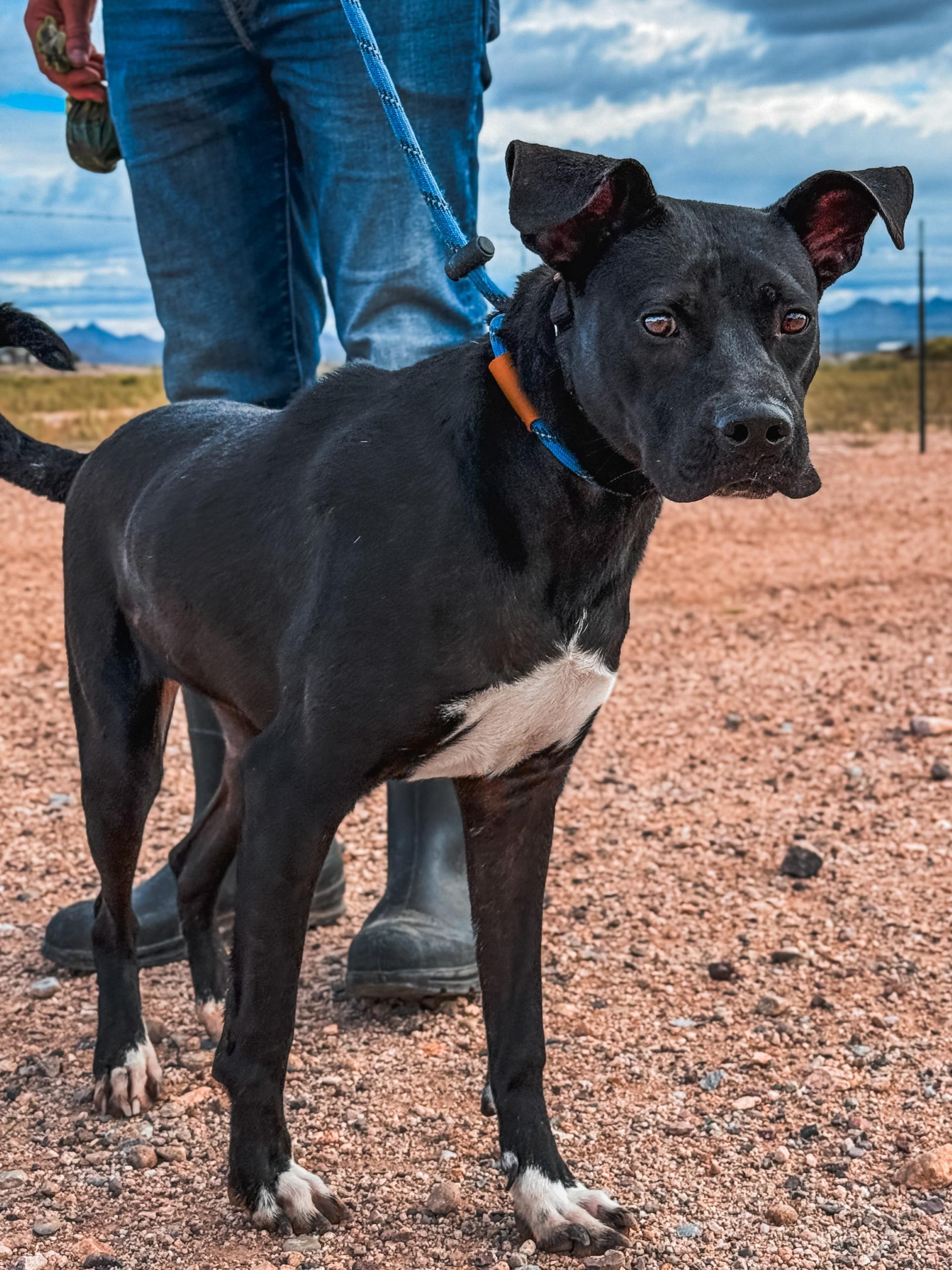 Enlarge Holey, a Adoptable mixed breed in Sierra Vista, AZ image 1/3