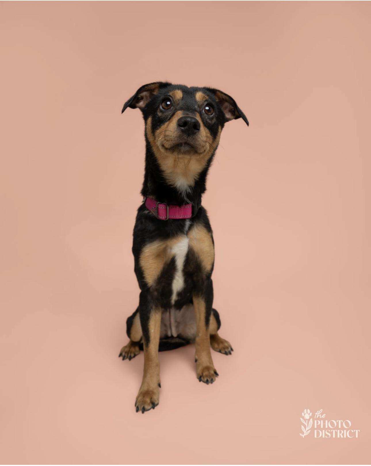 Marney, a Adoptable mixed breed in Willard, NC image 1/3
