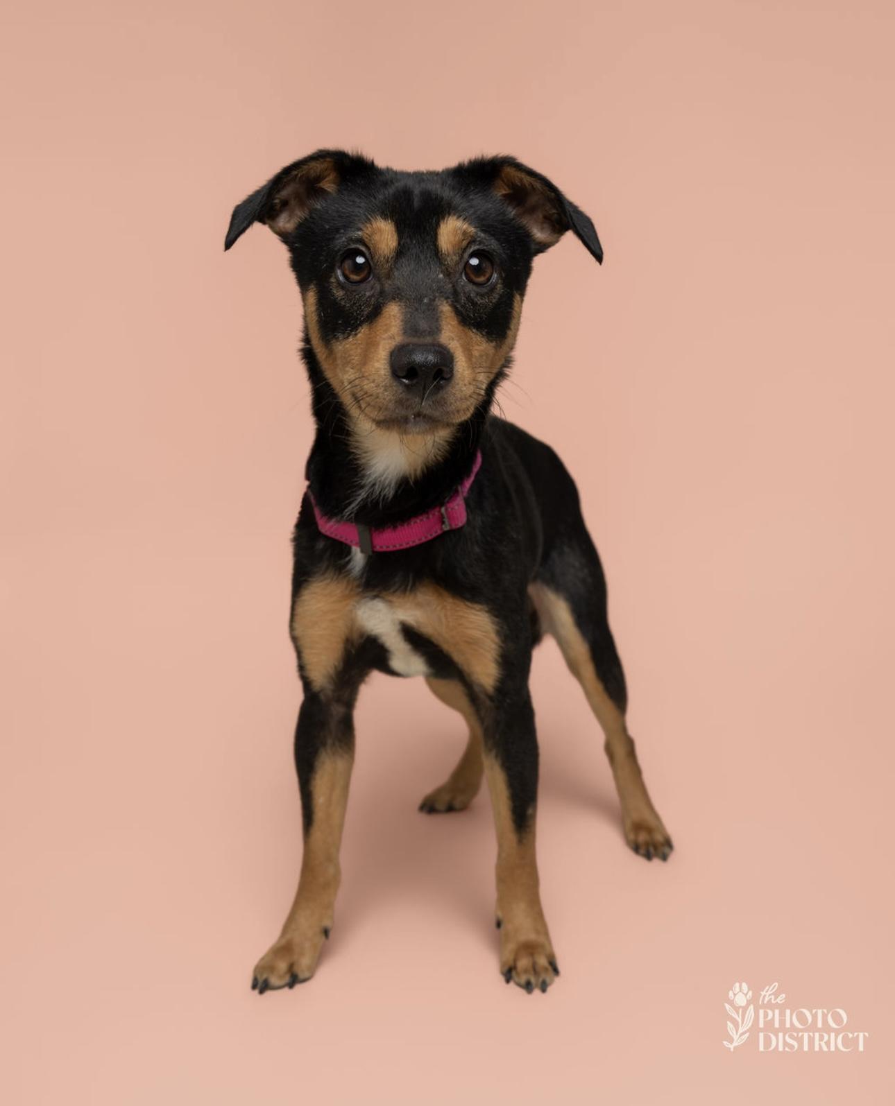 Marney, a Adoptable mixed breed in Willard, NC image 2/3