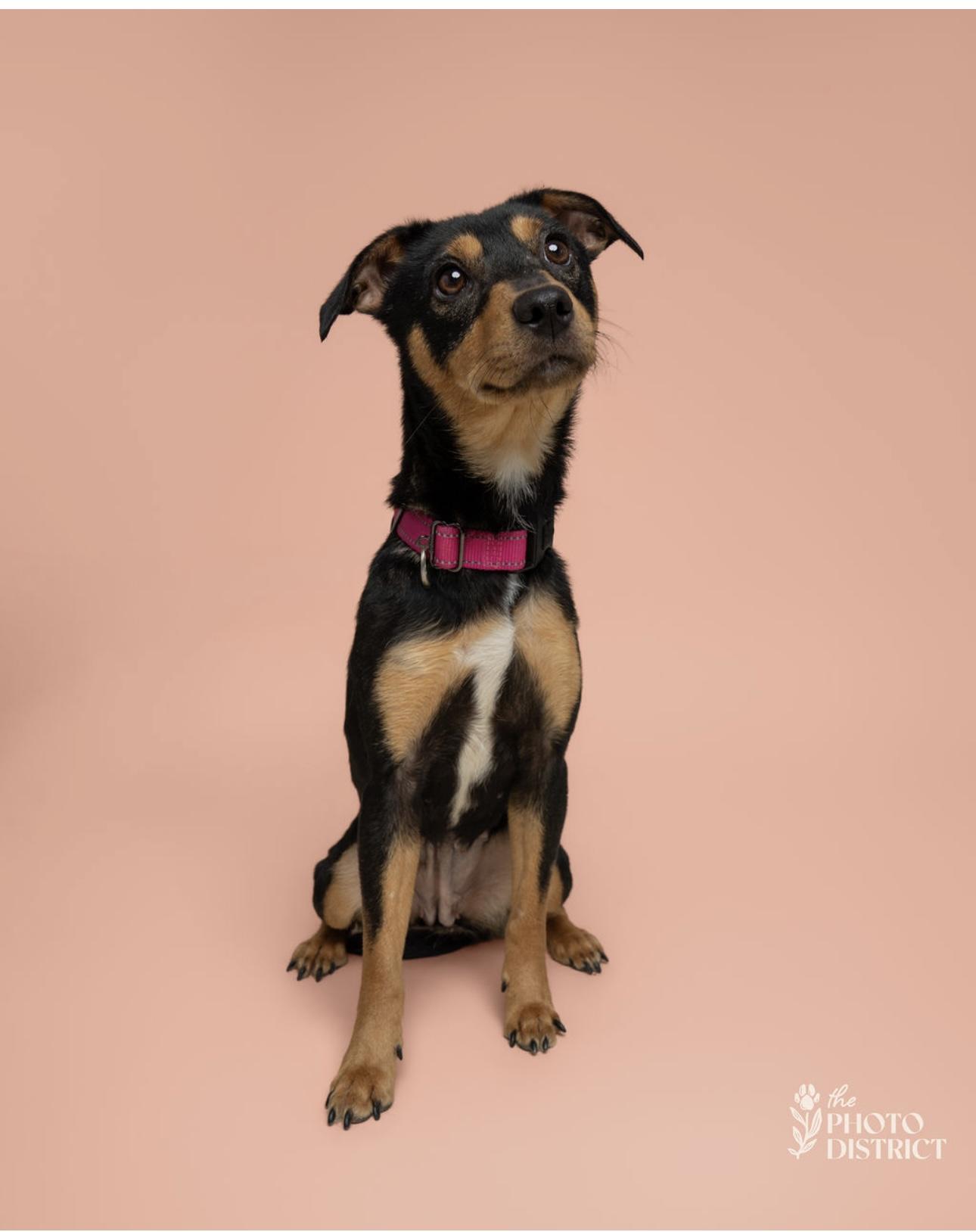 Marney, a Adoptable mixed breed in Willard, NC image 3/3