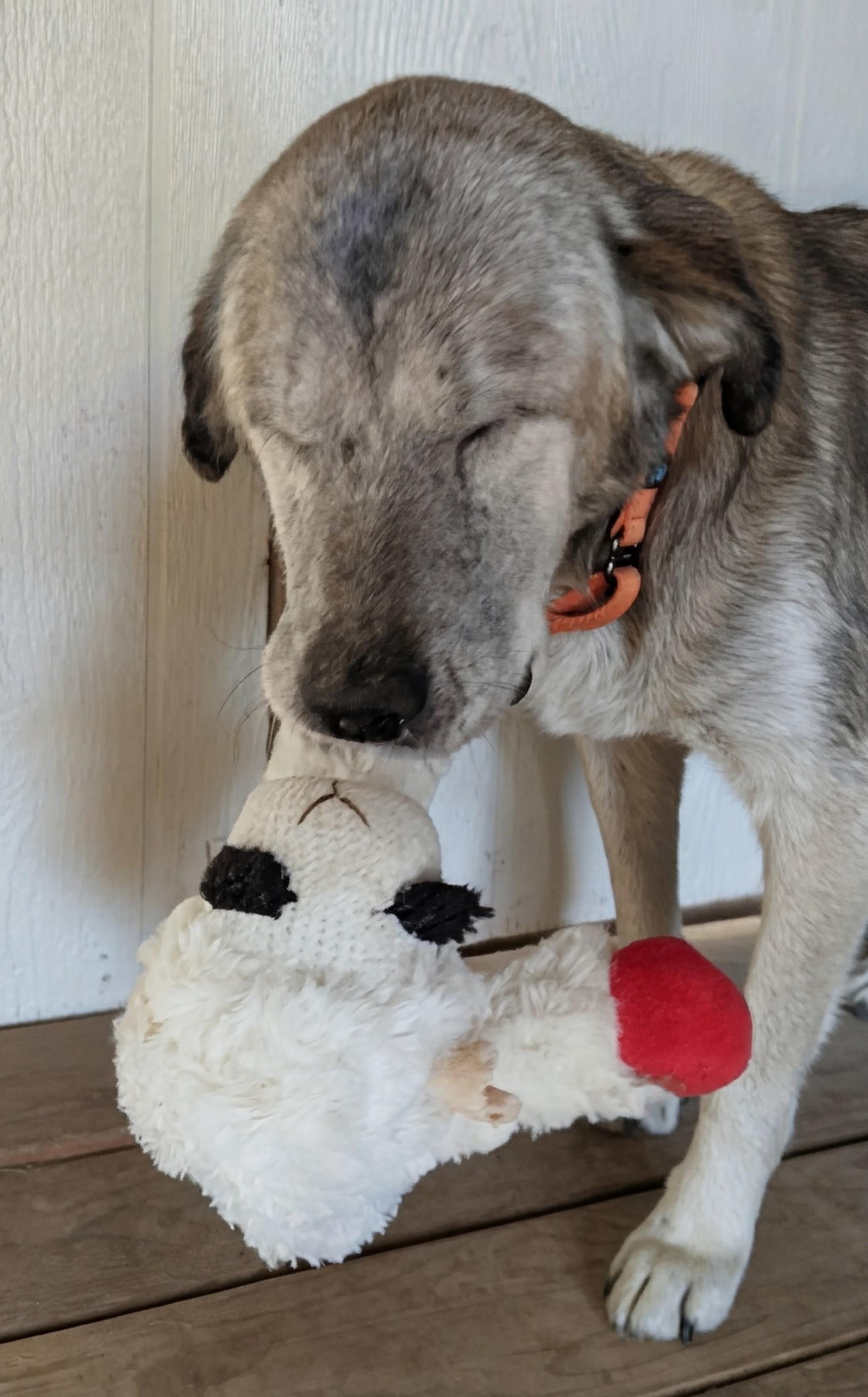 Sunny, a Adoptable mixed breed in Acton, CA image 4/6