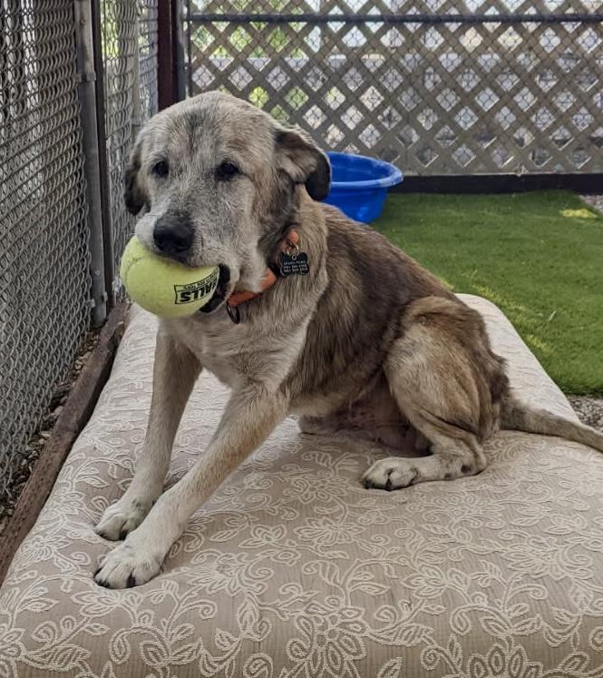 Sunny, a Adoptable mixed breed in Acton, CA image 2/6