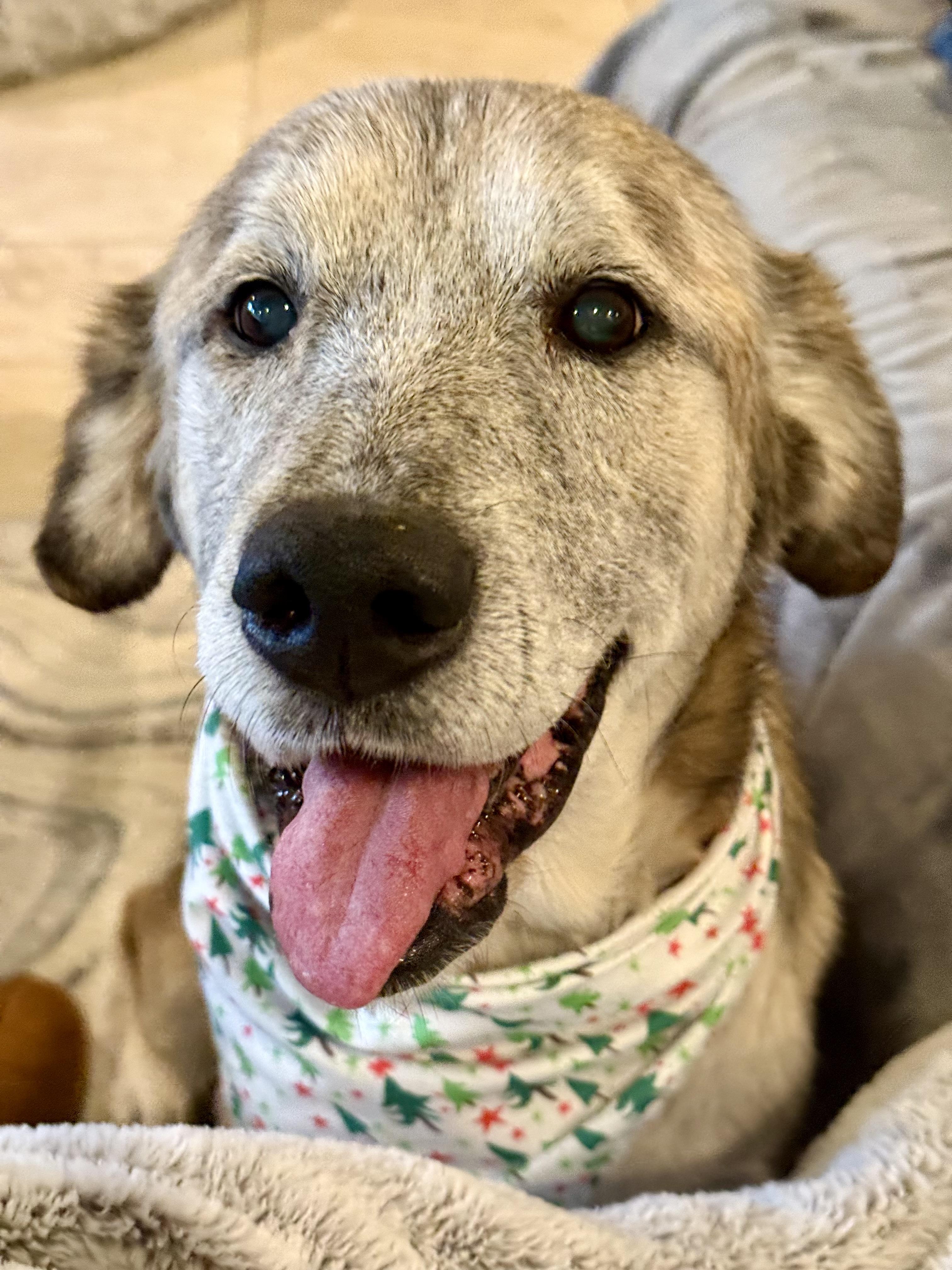 Sunny, a Adoptable mixed breed in Acton, CA image 5/6