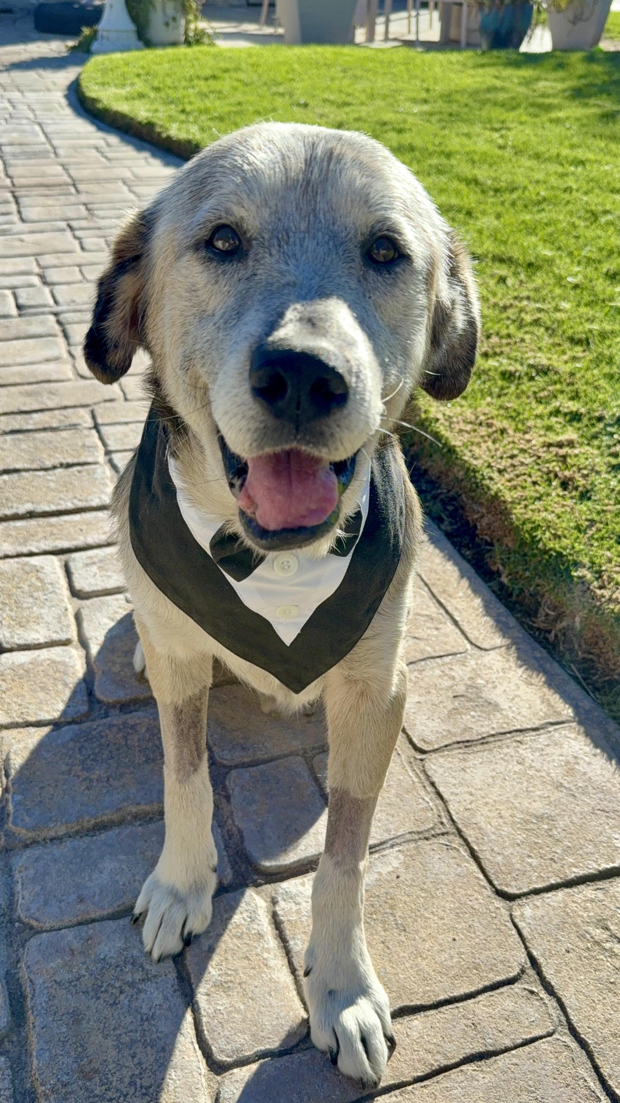 Sunny, a Adoptable mixed breed in Acton, CA image 1/6