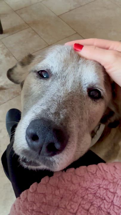 Enlarge Sunny, a Adoptable mixed breed in Acton, CA video 6/6