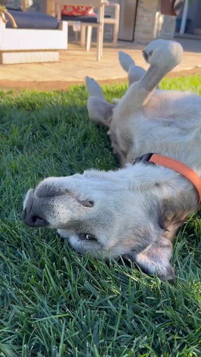 Enlarge Sunny, a Adoptable mixed breed in Acton, CA video 3/6
