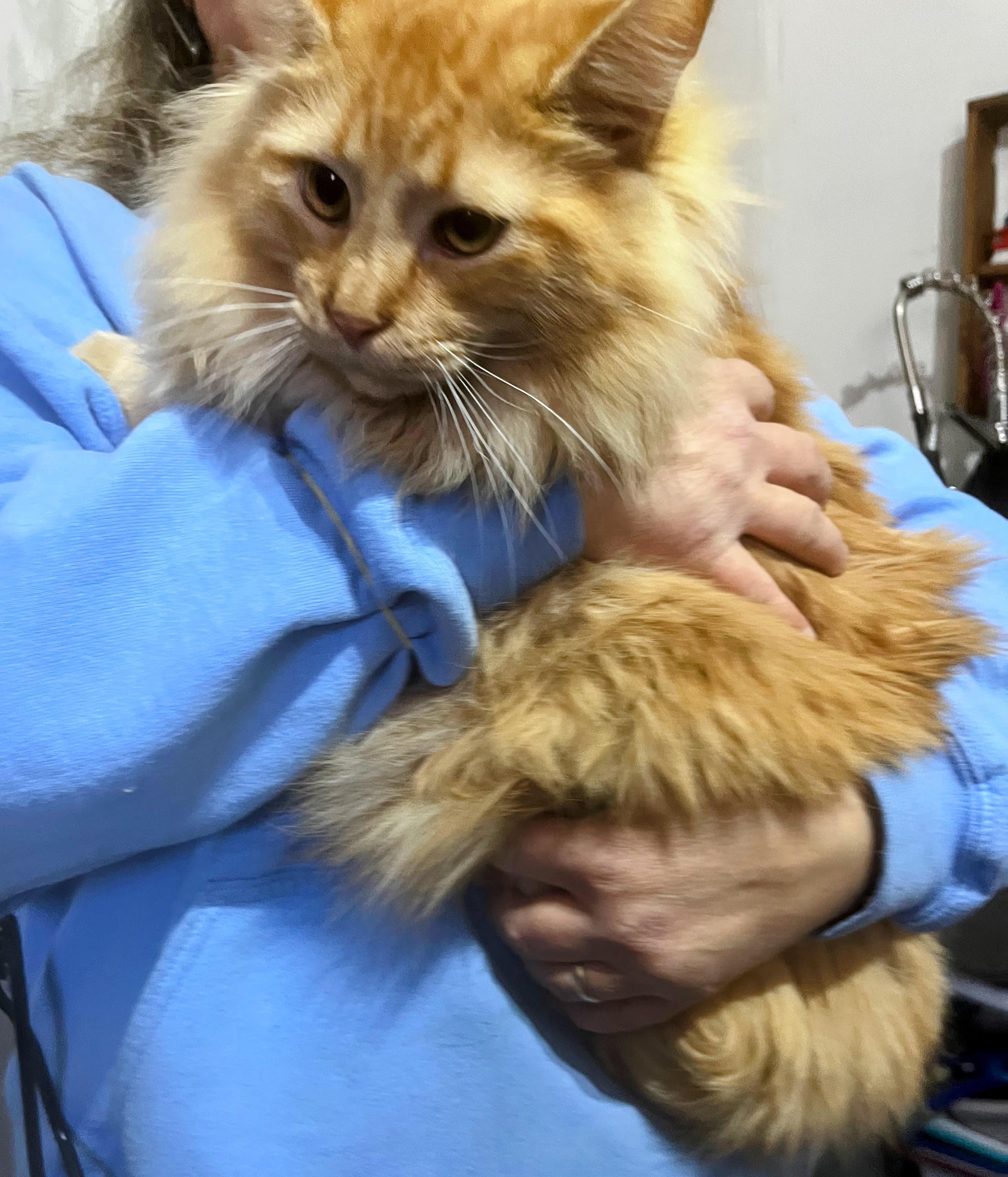 Enlarge Rusty, a ADOPTABLE Persian in Nucla, CO image 1/1