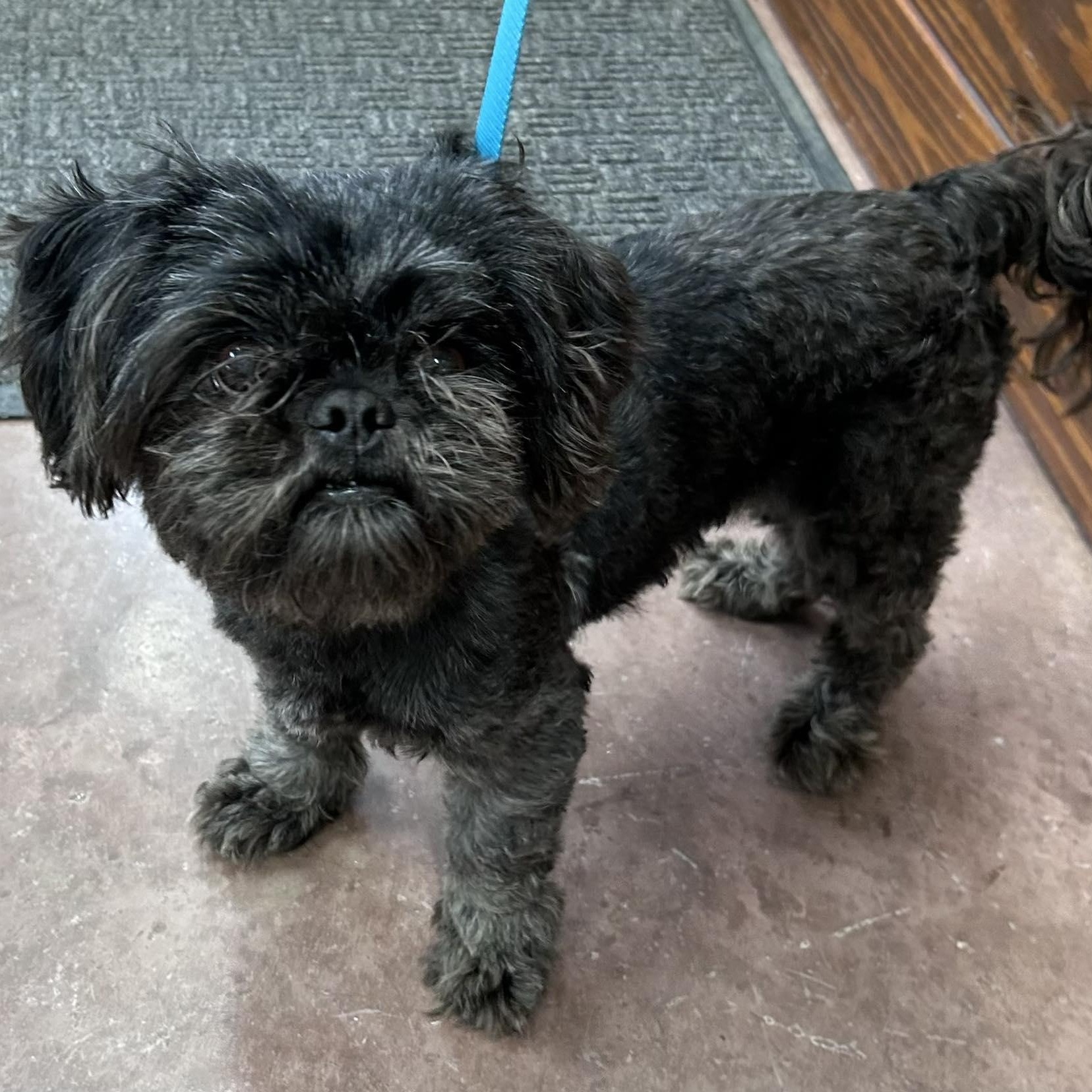 Enlarge Griff, an adopted mixed breed in The Colony, TX image 1/1