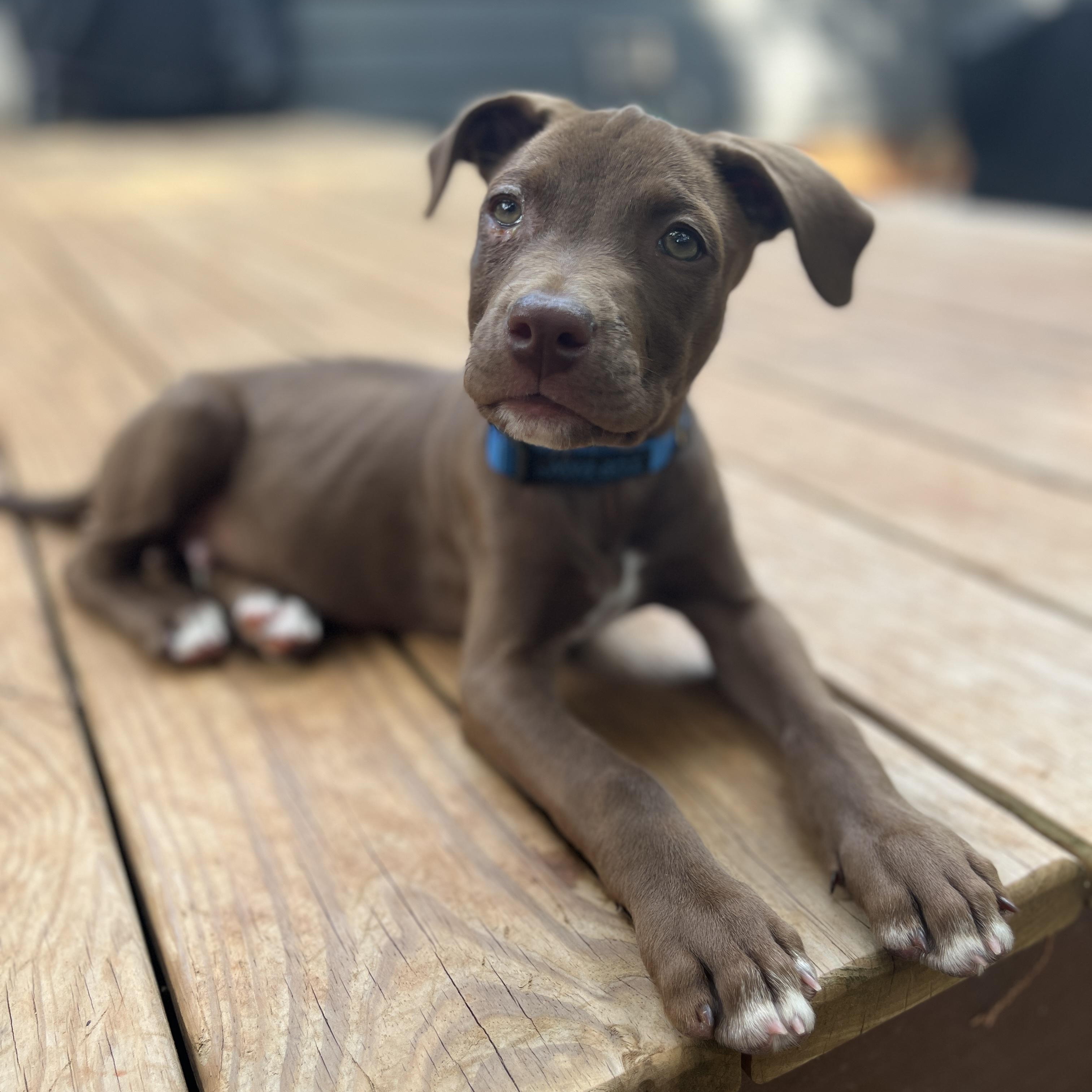 Tow Mater, ADOPTABLE, Puppy Male Pit Bull Terrier & Mixed Breed.