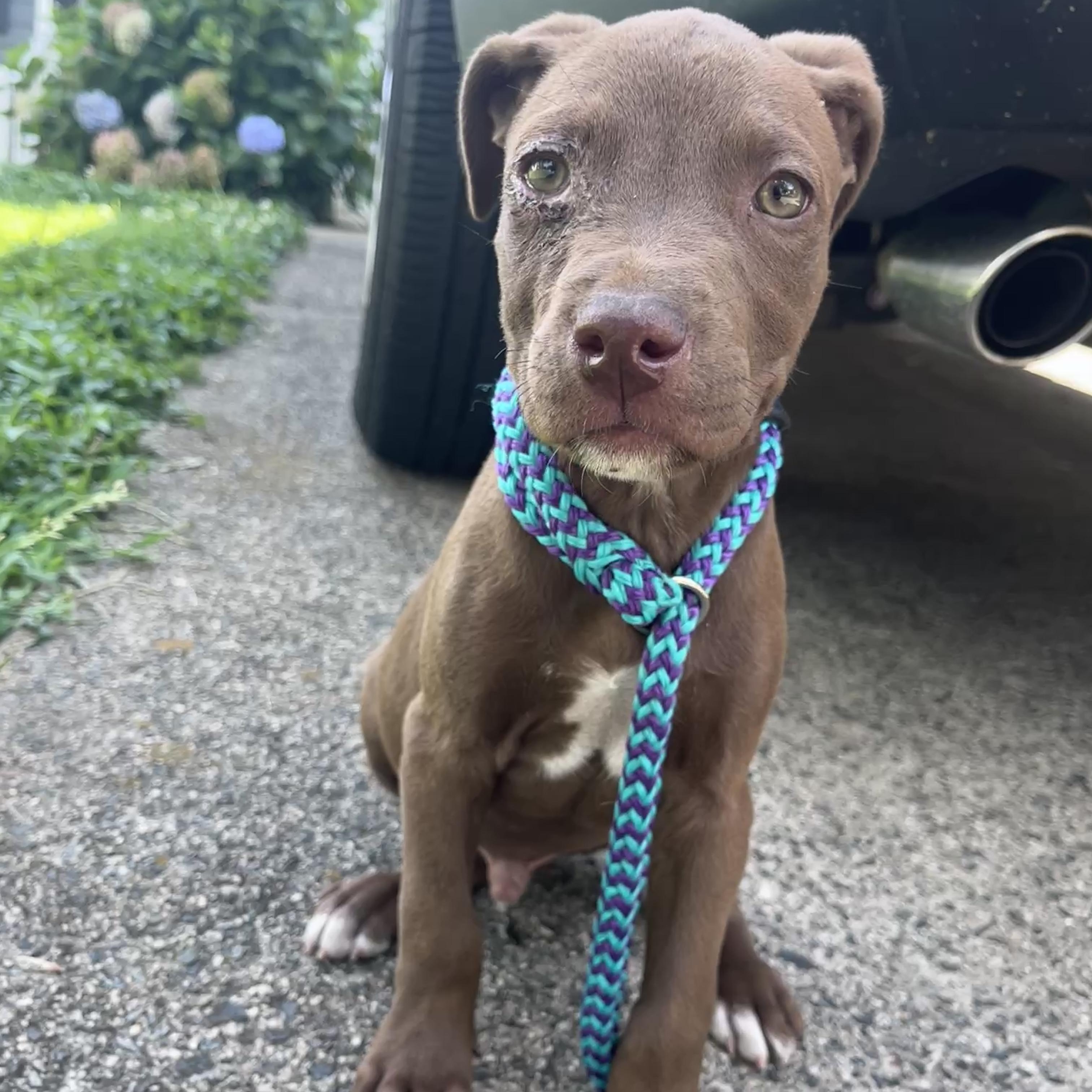 Tow Mater, a ADOPTABLE mixed breed in Rock Hill, SC image 4/6