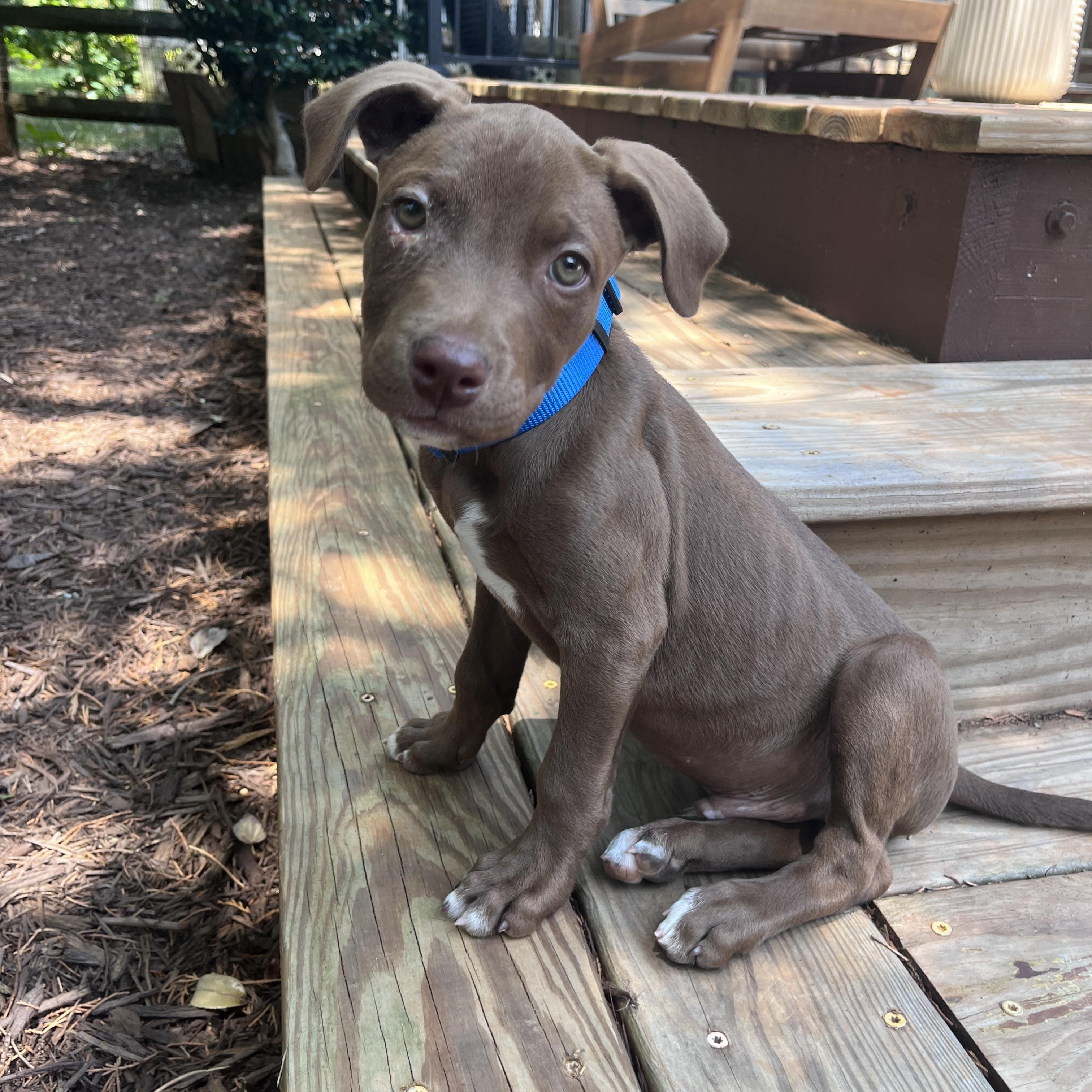 Tow Mater, a ADOPTABLE mixed breed in Rock Hill, SC image 3/6