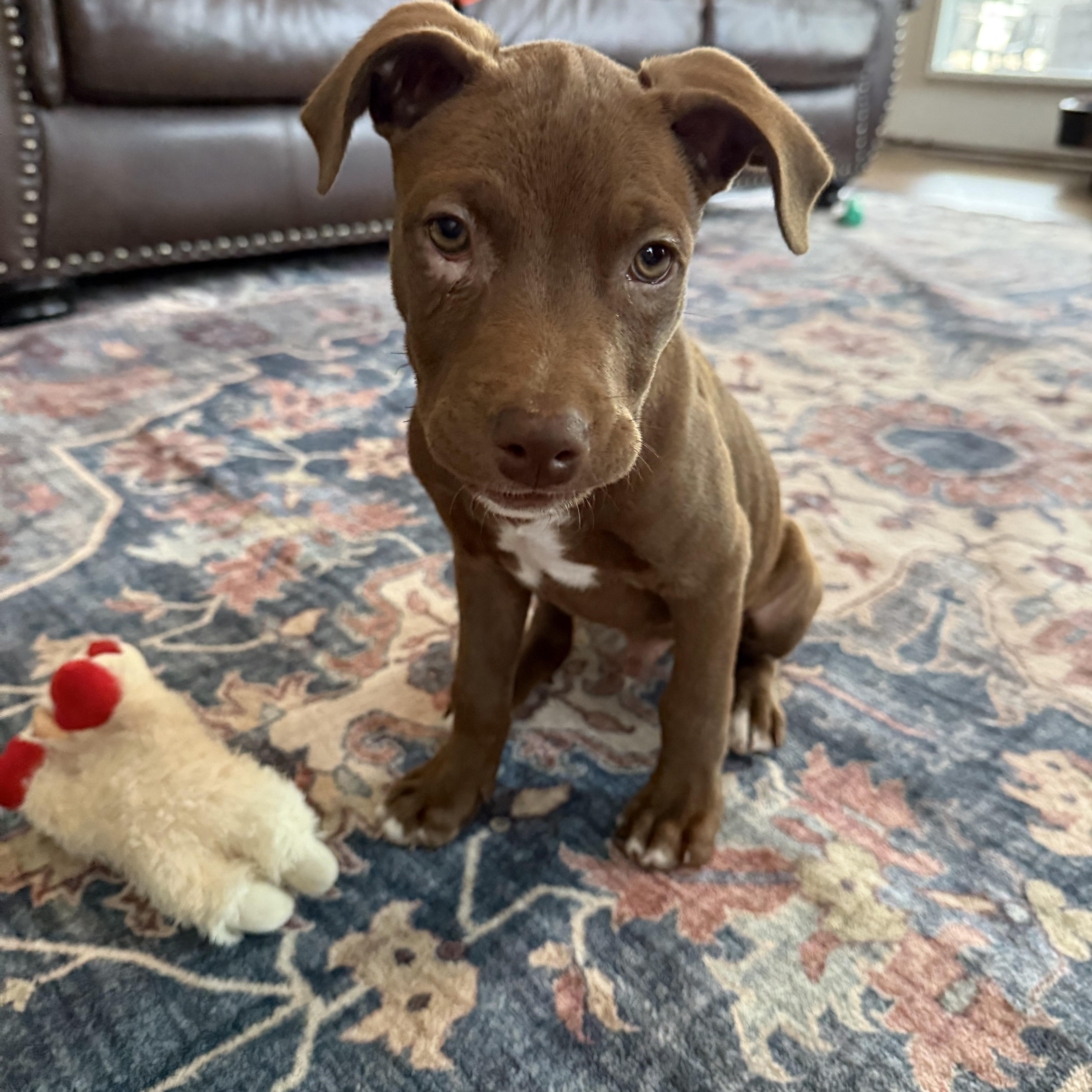 Tow Mater, a ADOPTABLE mixed breed in Rock Hill, SC image 2/6