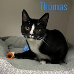 Thomas, Adoptable, Young Male Domestic Short Hair.