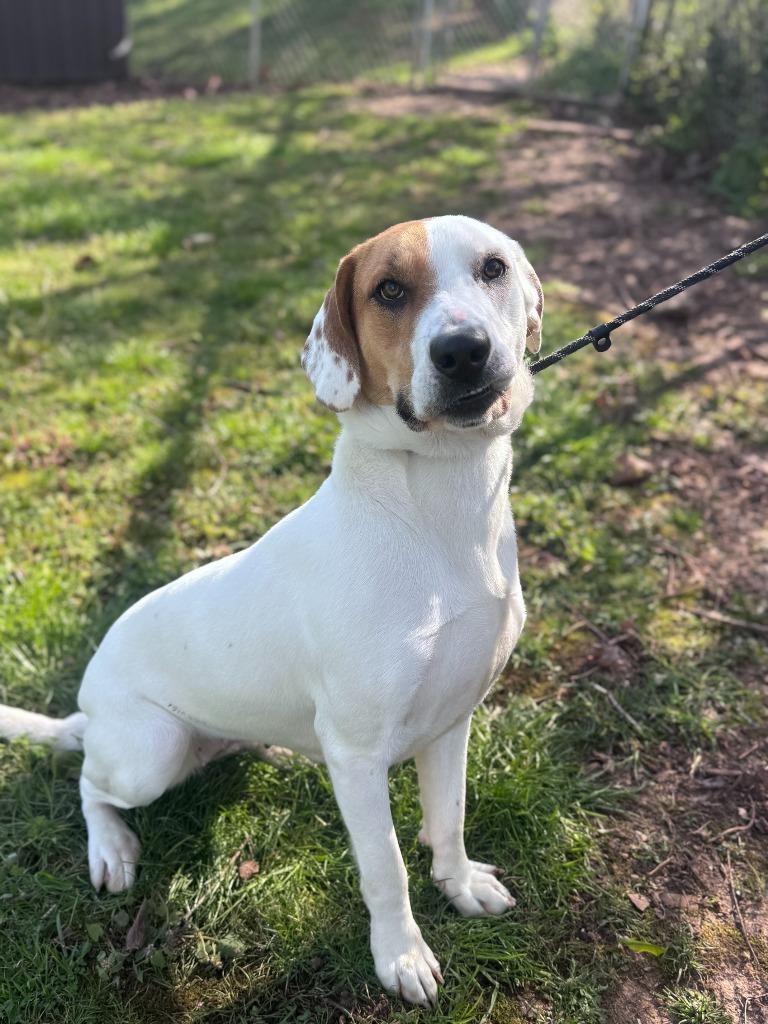 Luna, Adoptable, Young Female Mixed Breed.