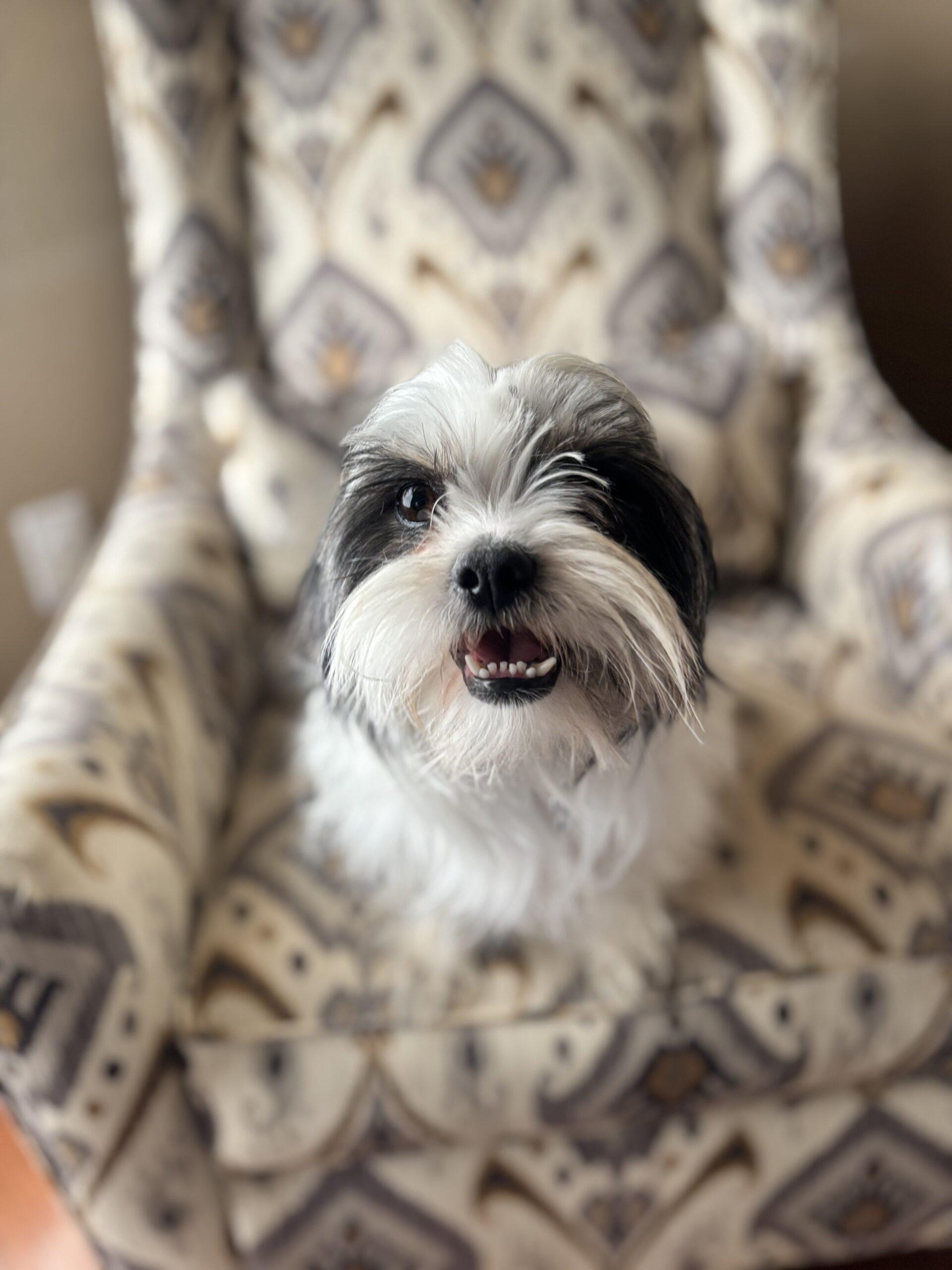 Mike Morgan, Adoptable, Young Male Shih Tzu & Mixed Breed.