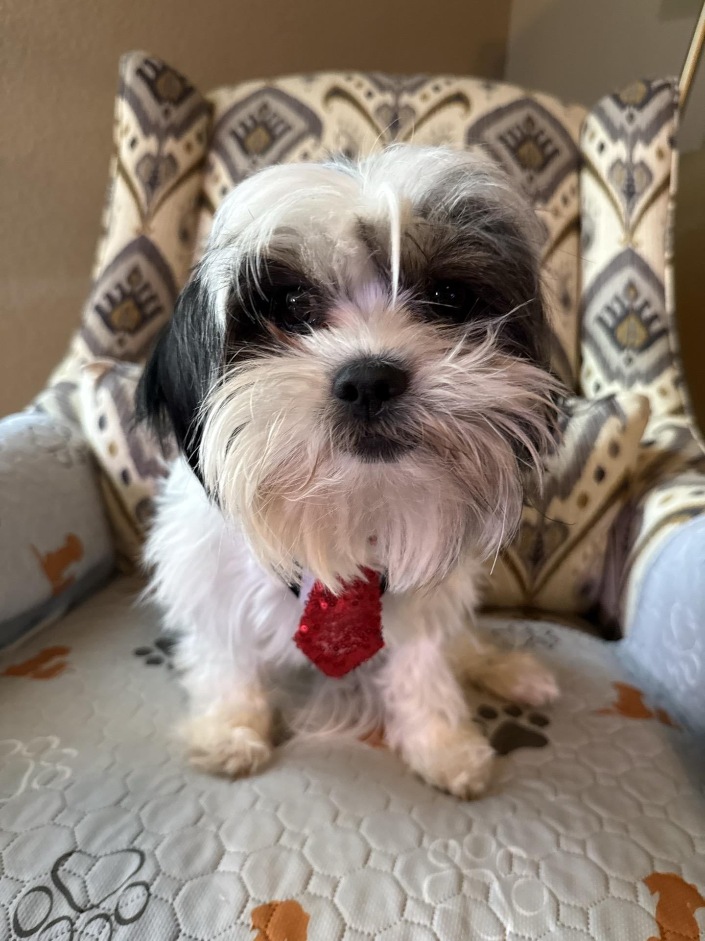 Mike Morgan, a Adoptable mixed breed in Broken Arrow, OK image 1/6