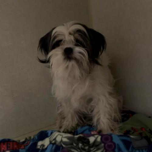 Enlarge Mike Morgan, a Adoptable mixed breed in Broken Arrow, OK image 2/5