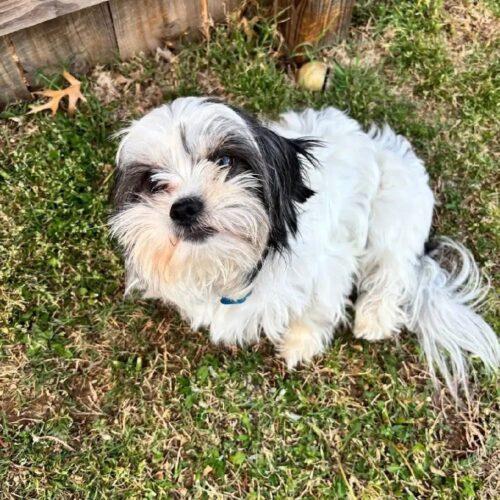 Enlarge Mike Morgan, a Adoptable mixed breed in Broken Arrow, OK image 2/6