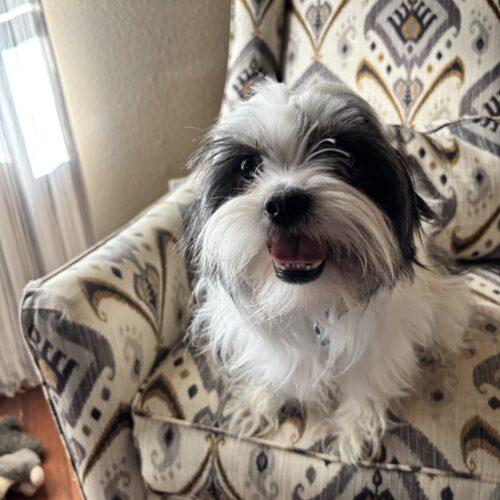 Enlarge Mike Morgan, a Adoptable mixed breed in Broken Arrow, OK image 3/5