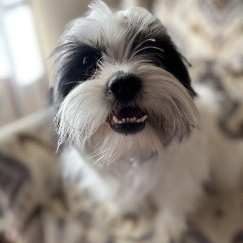 Enlarge Mike Morgan, a Adoptable mixed breed in Broken Arrow, OK image 4/5