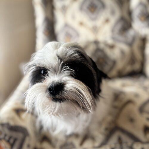 Enlarge Mike Morgan, a Adoptable mixed breed in Broken Arrow, OK image 5/5