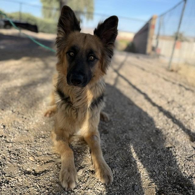 Enlarge Stormy, a Adoptable mixed breed in Bullhead City, AZ image 1/1