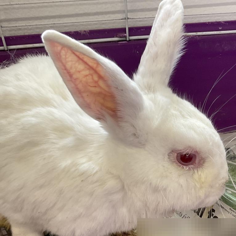 Ghost, Adoptable, Adult Male American.