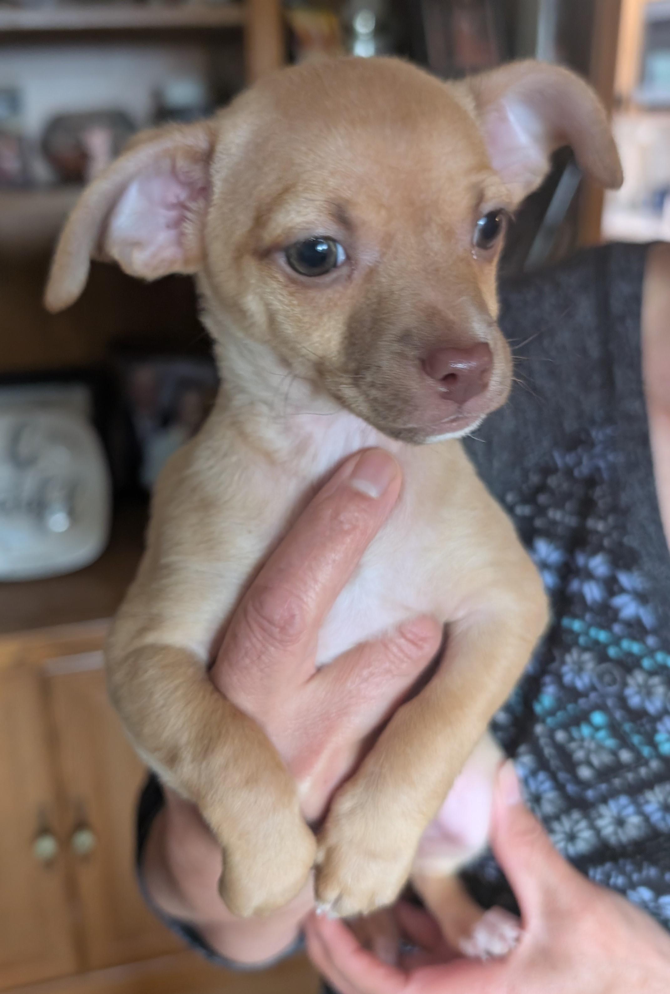 Claudia - PUPPY, ADOPTABLE, Puppy Female Chihuahua.