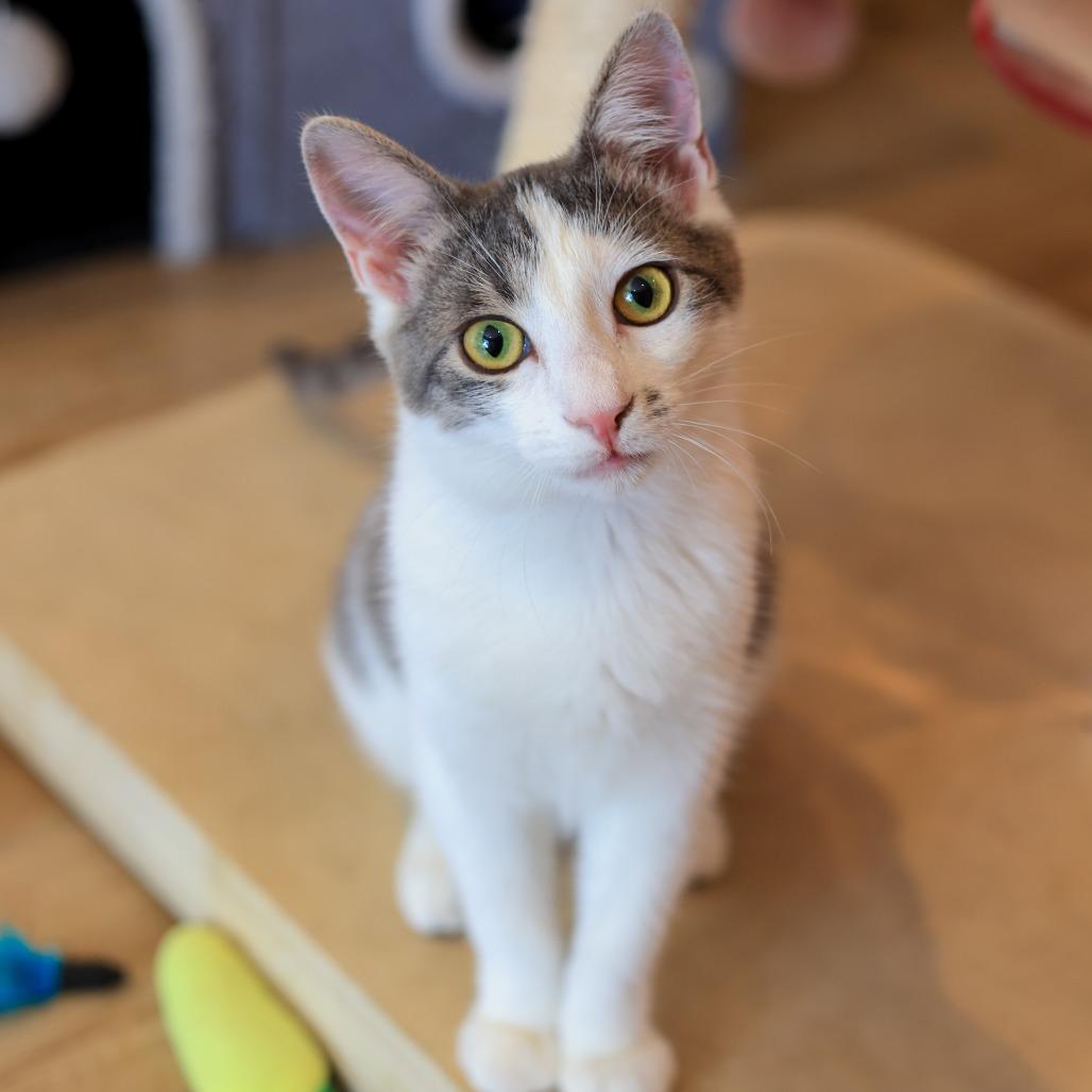 Gumdrop — thumbnail 4