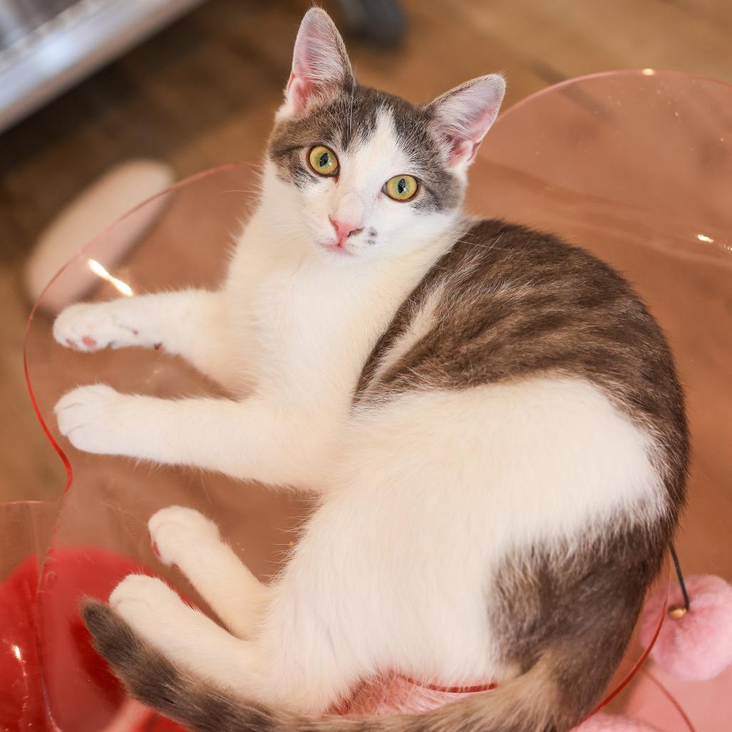 Gumdrop — thumbnail 5