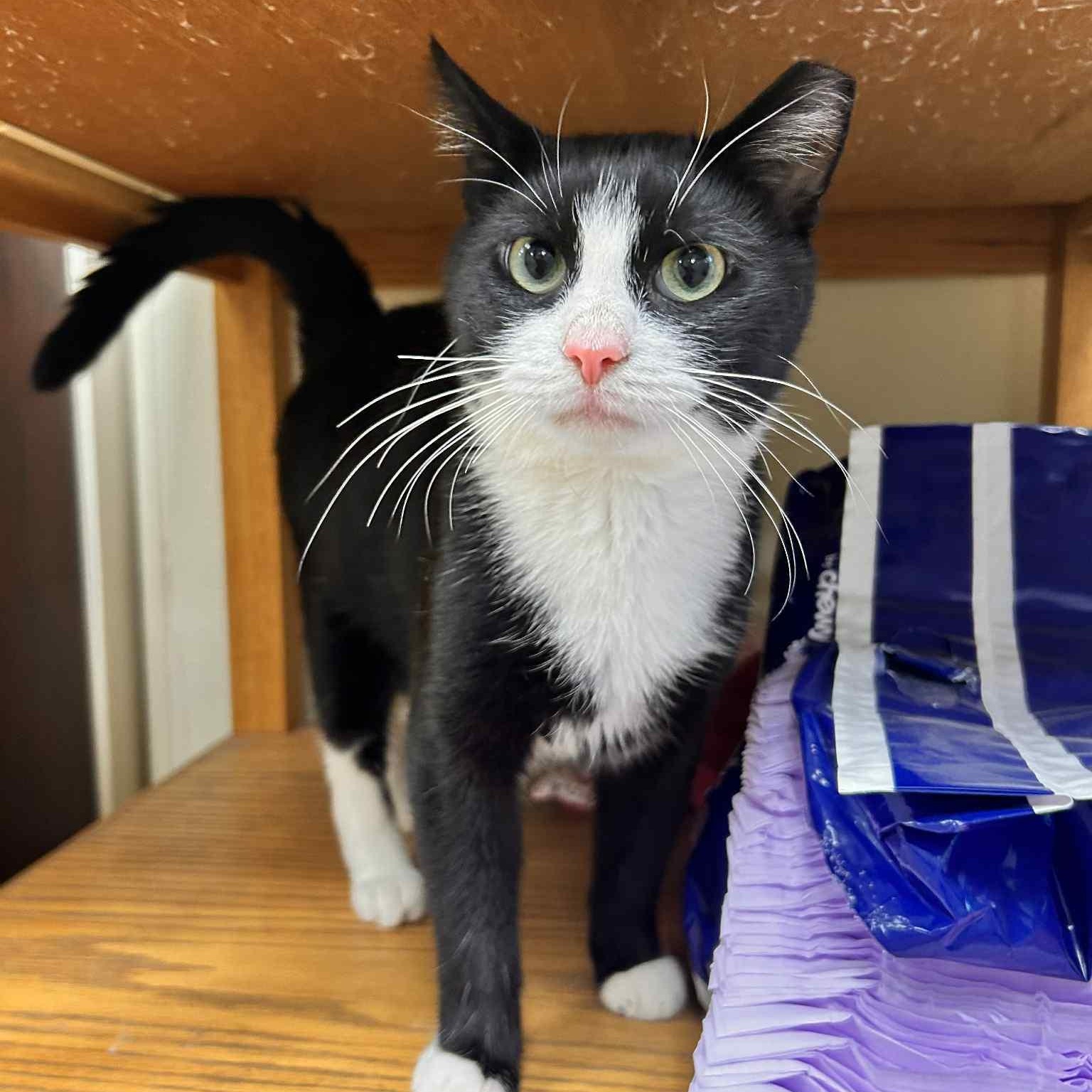 Enlarge Vinny, a Adoptable Tuxedo in Myerstown, PA image 1/2