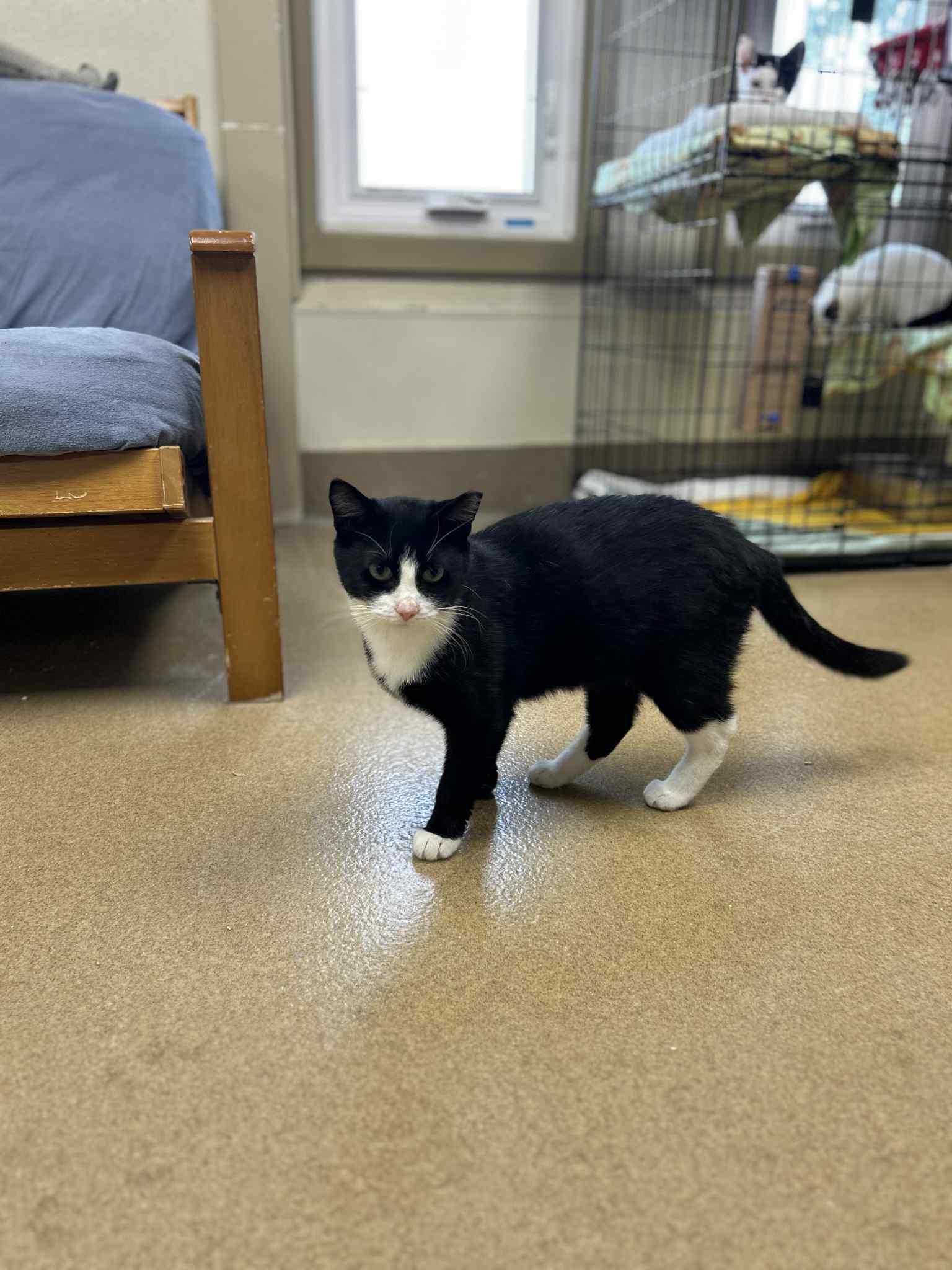 Enlarge Vinny, a Adoptable Tuxedo in Myerstown, PA image 2/2