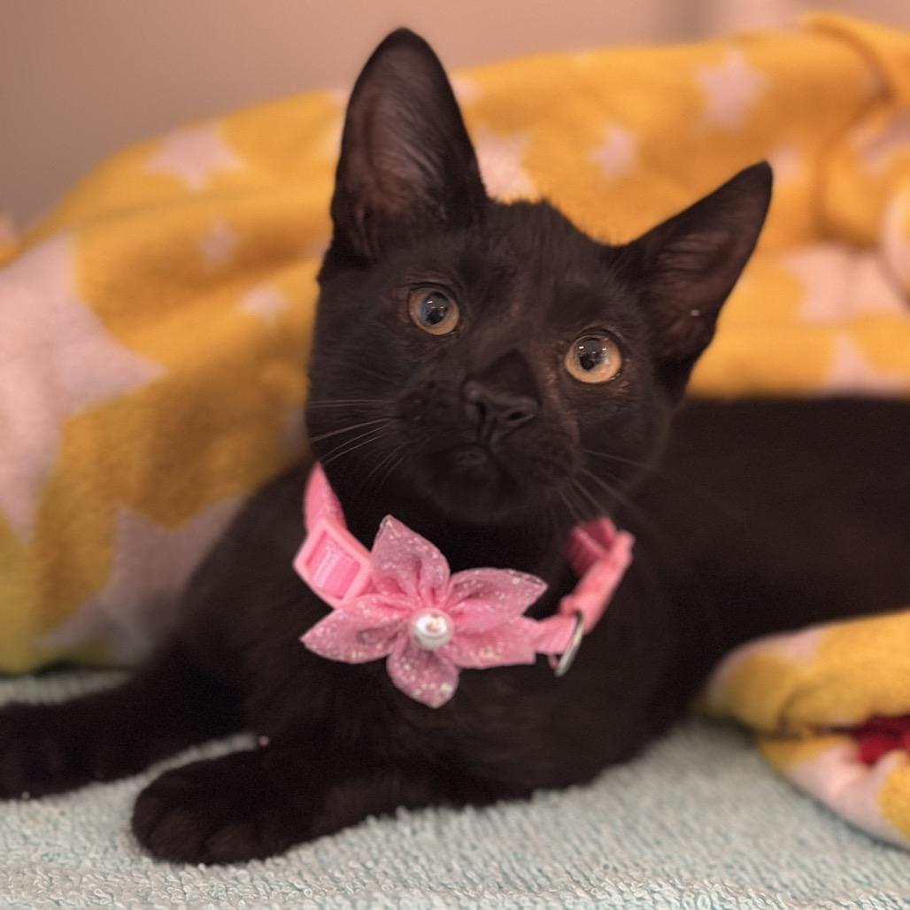Enlarge Liberty, a Adoptable Domestic Short Hair in Matteson, IL image 1/6