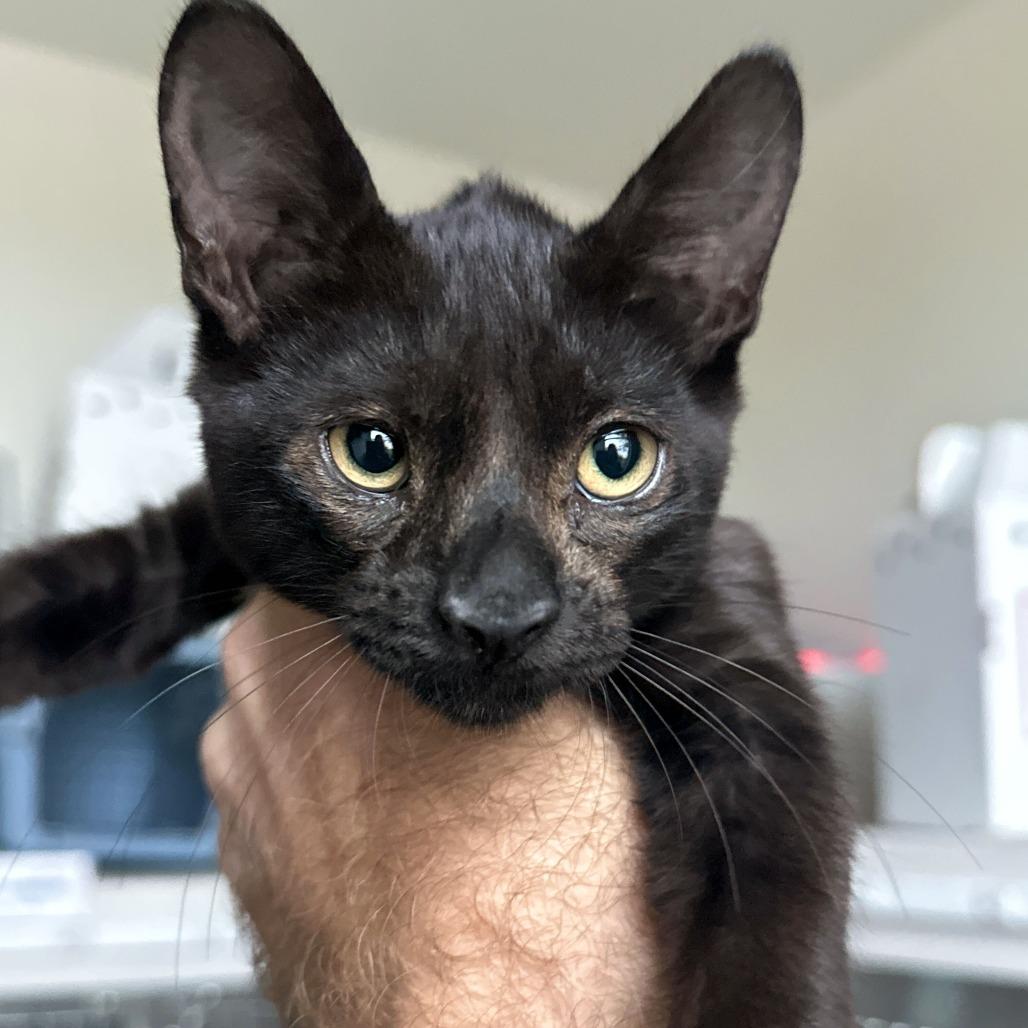 Enlarge Liberty, a Adoptable Domestic Short Hair in Matteson, IL image 2/6