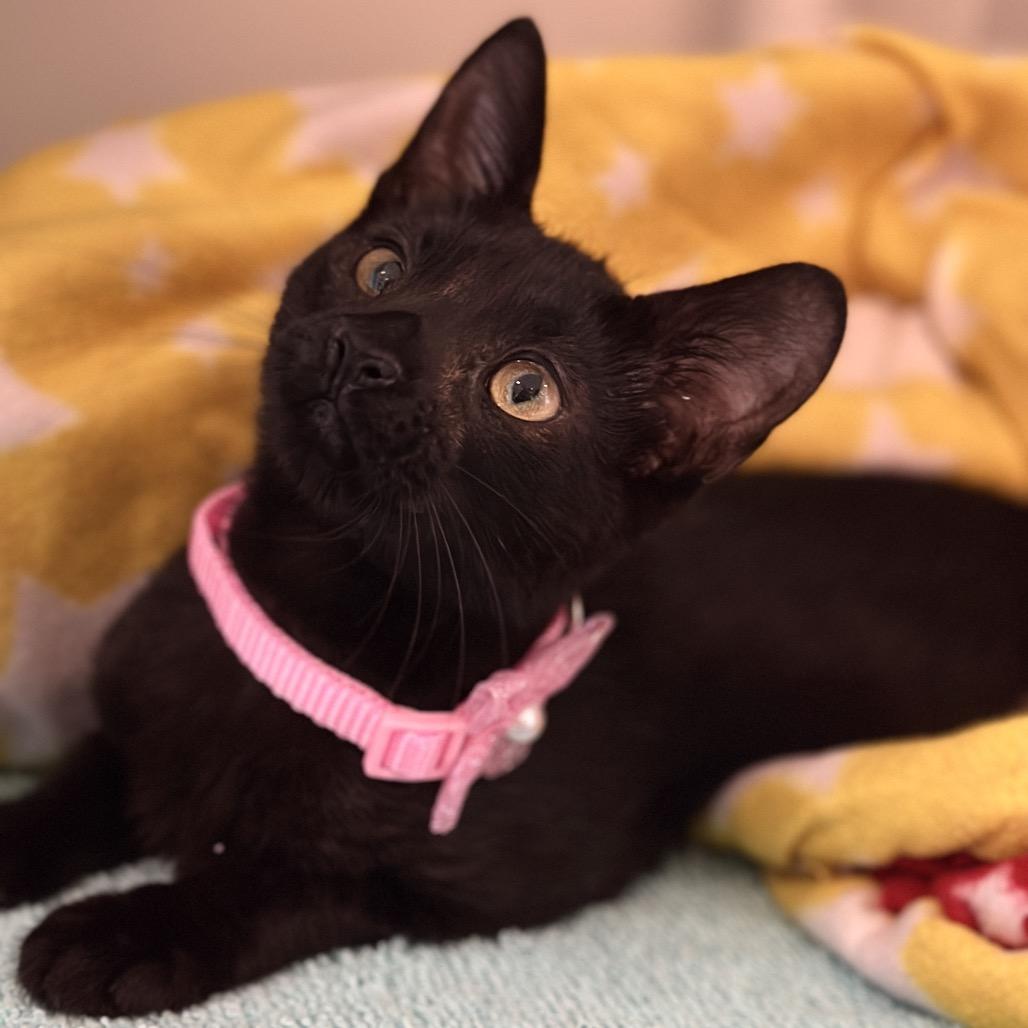 Enlarge Liberty, a Adoptable Domestic Short Hair in Matteson, IL image 3/6