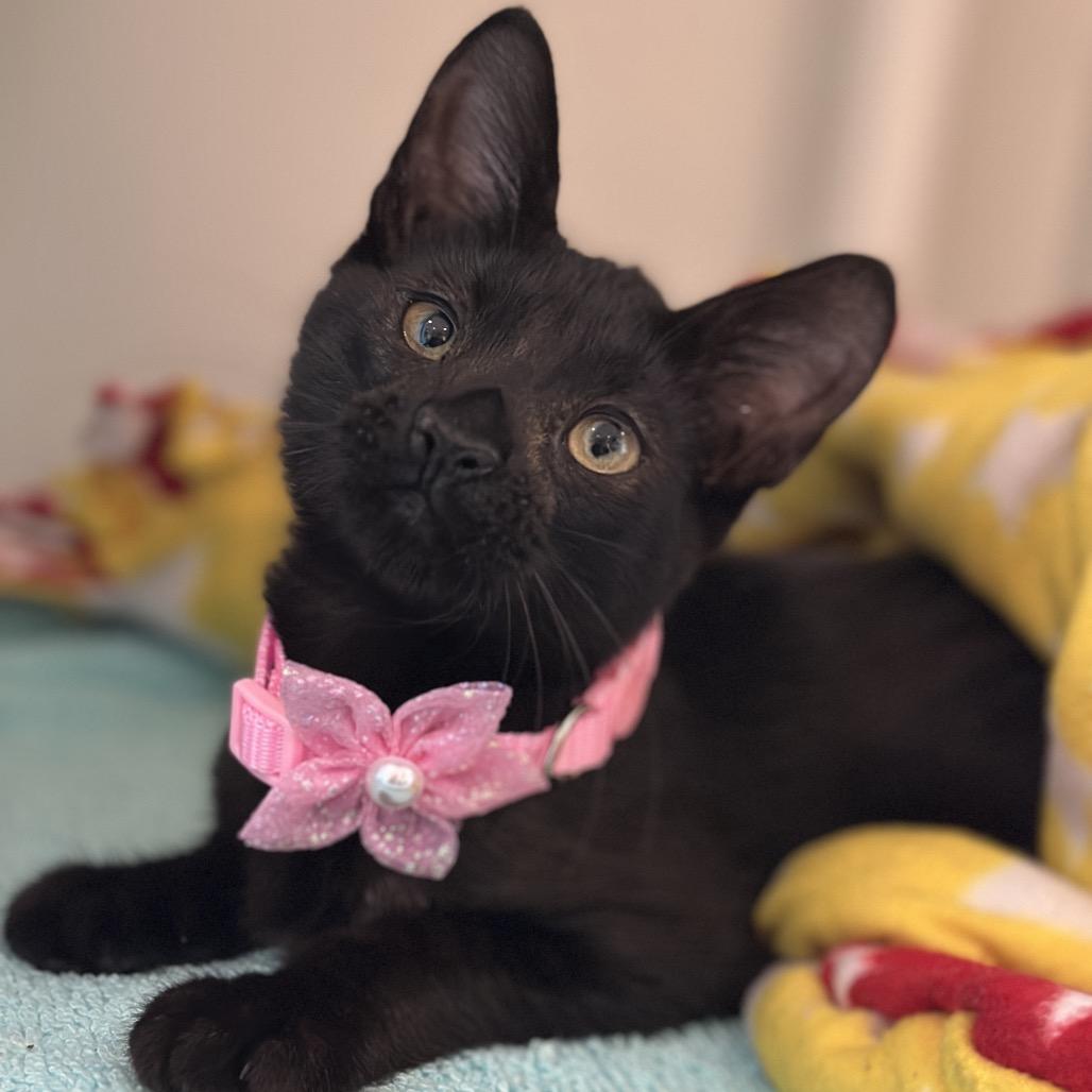 Enlarge Liberty, a Adoptable Domestic Short Hair in Matteson, IL image 4/6