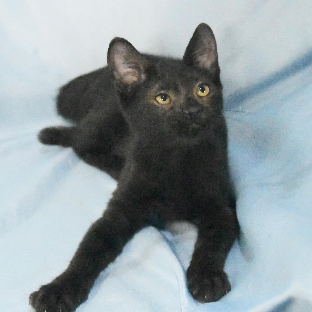 Enlarge Liberty, a Adoptable Domestic Short Hair in Matteson, IL image 5/6