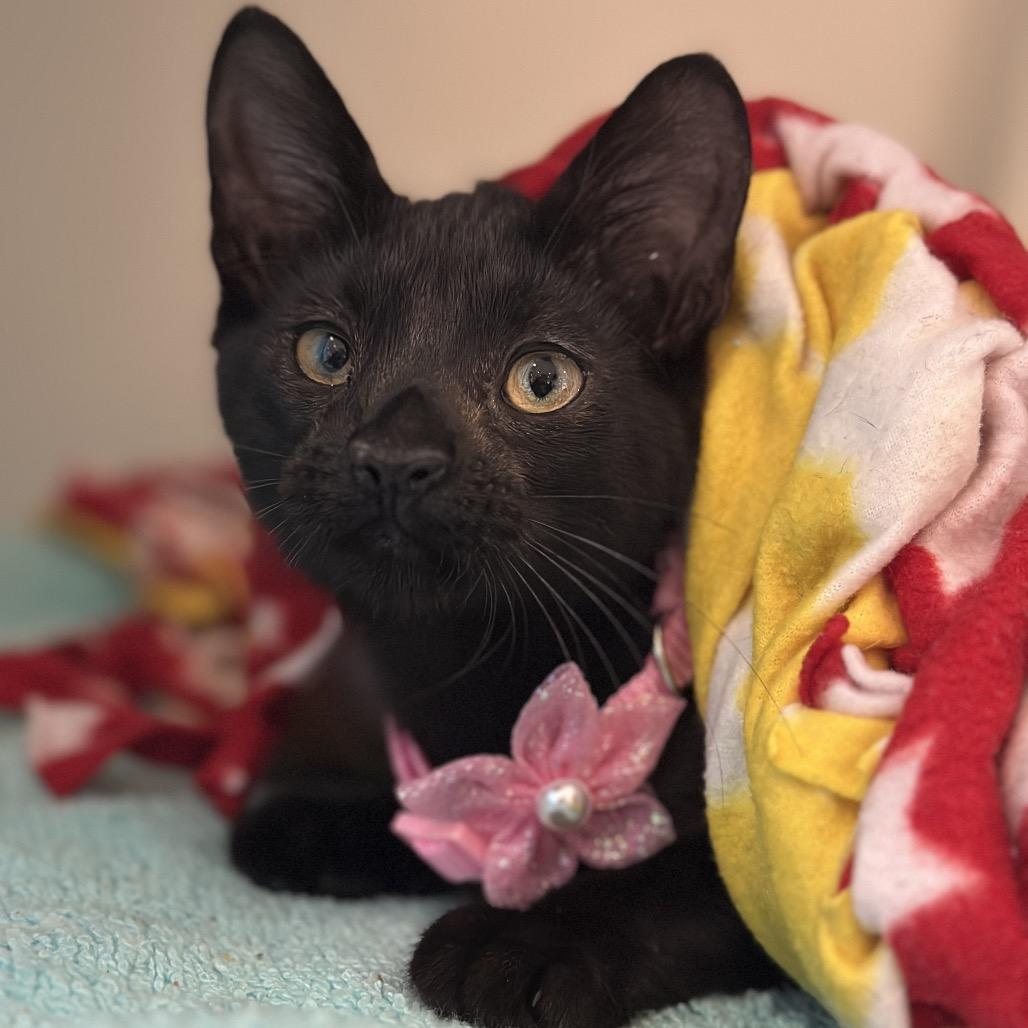 Enlarge Liberty, a Adoptable Domestic Short Hair in Matteson, IL image 6/6