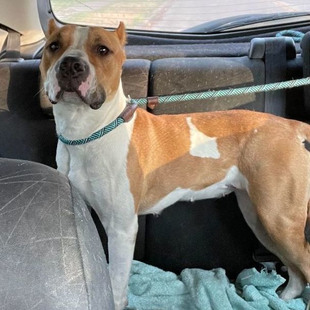 Pixie — thumbnail 3