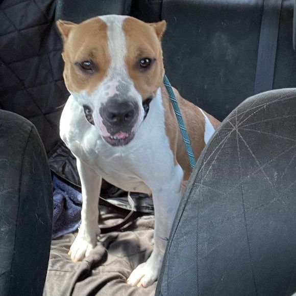 Pixie — thumbnail 4