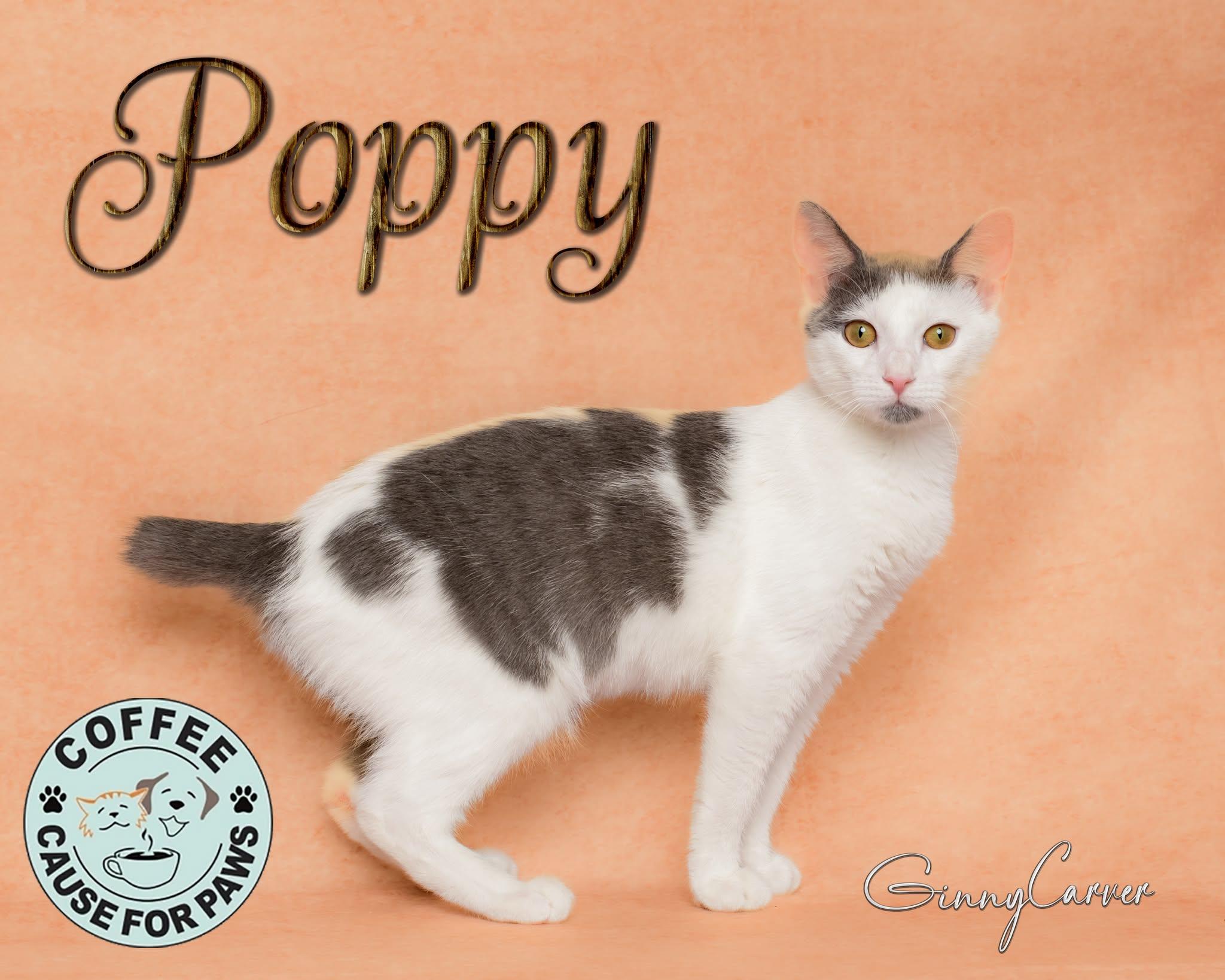 Poppy, ADOPTABLE, Young Female Domestic Short Hair.