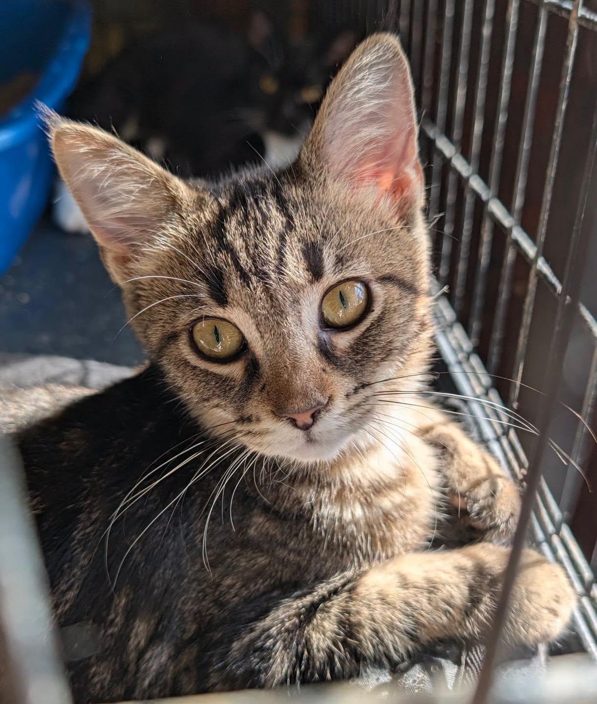 Wendy, Adoptable, Kitten Female Tabby.