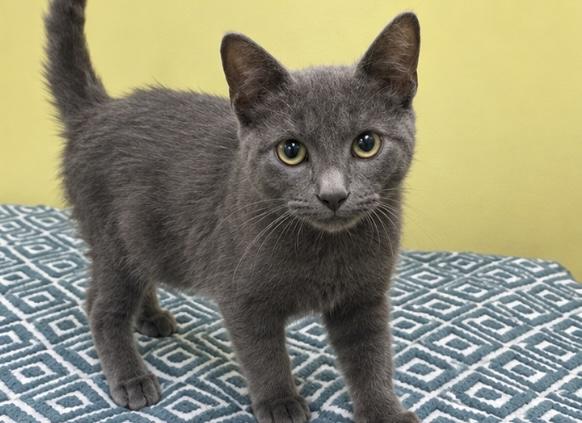 Church, Adoptable, Young Male Domestic Short Hair.