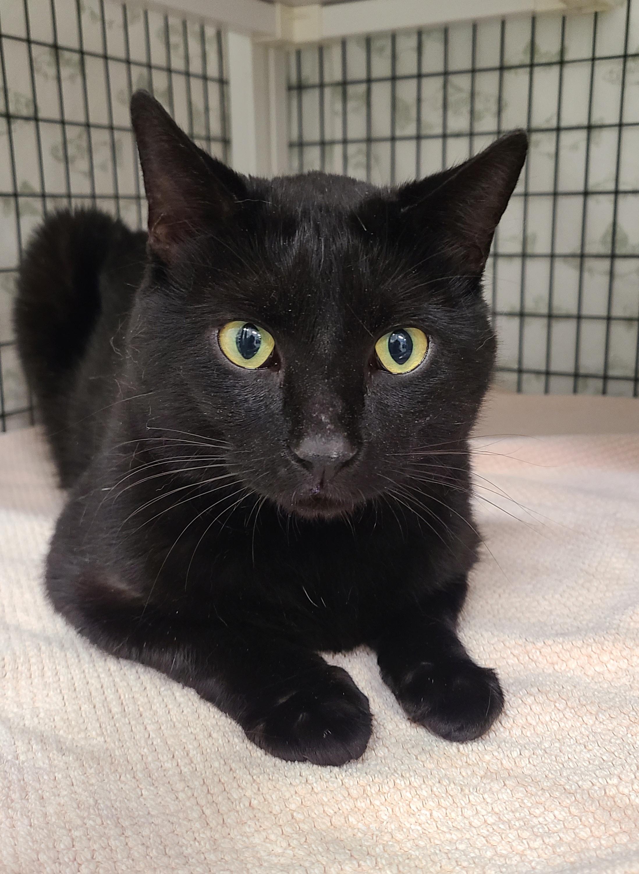 Enlarge Chibi, a ADOPTABLE Domestic Short Hair in Kirkland, WA image 1/1