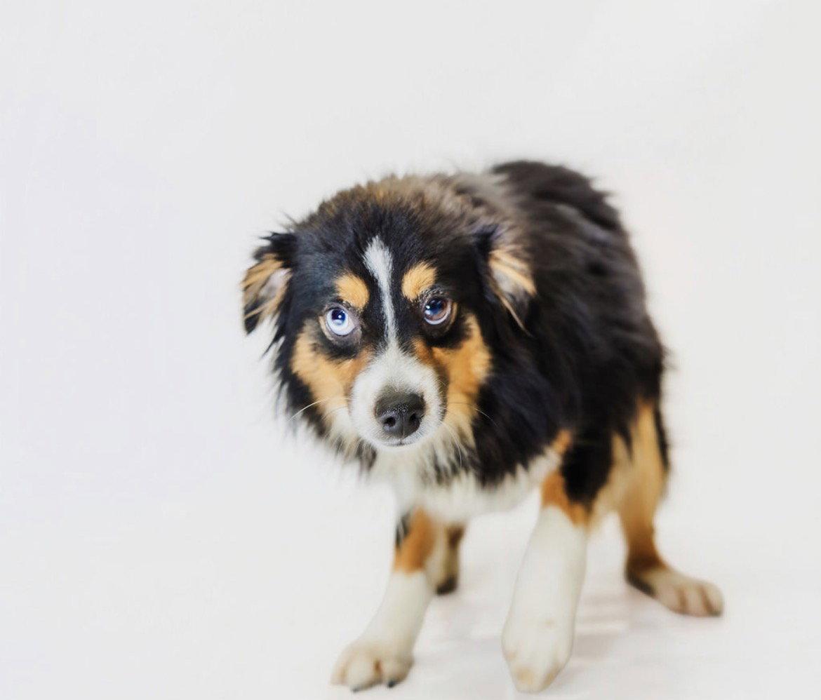 Enlarge Coop, a Adoptable Australian Shepherd in York, SC image 1/2
