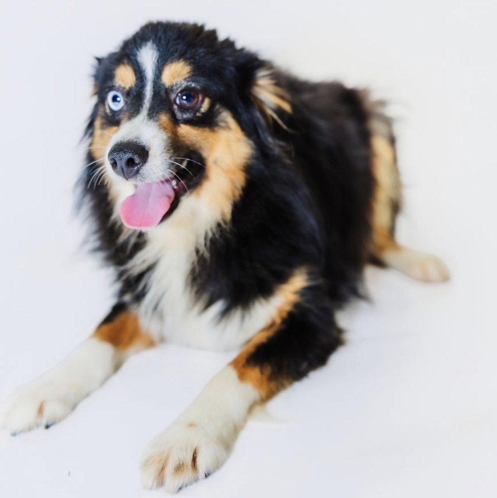 Enlarge Coop, a Adoptable Australian Shepherd in York, SC image 2/2